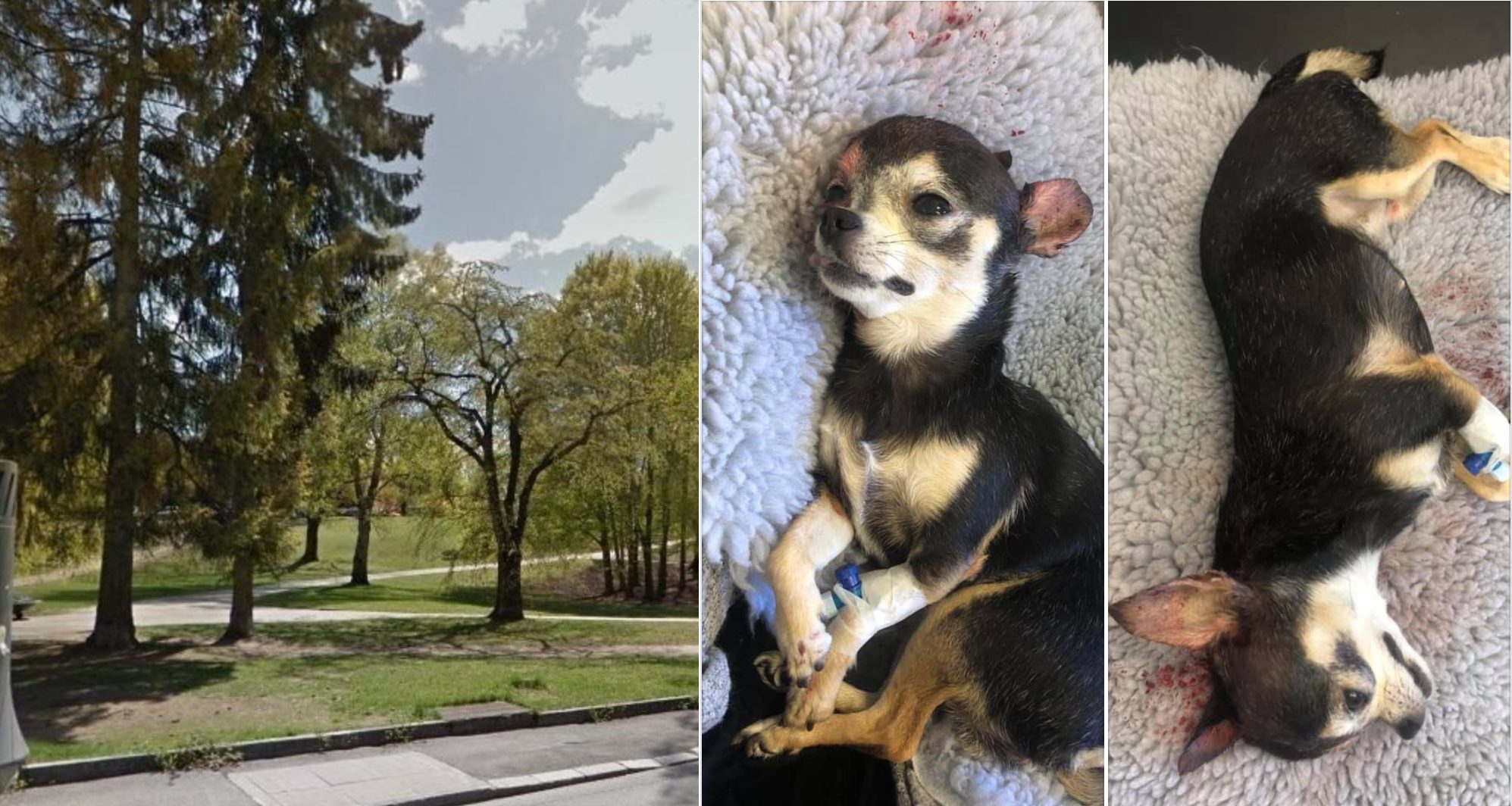 Somalisk raner sparket i hjel liten hund&nbsp;<span>(+)</span>