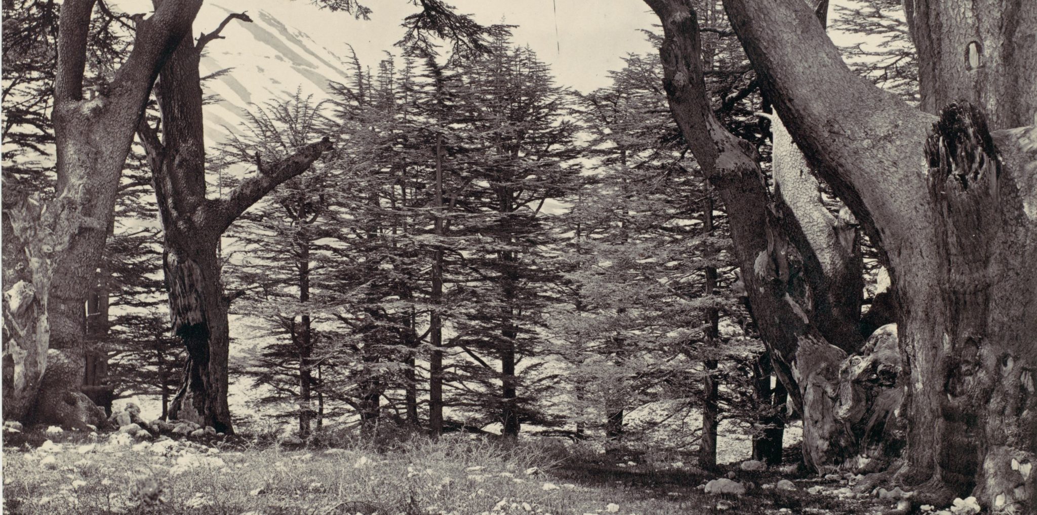 Libanons sedertrær (c. 1857)&nbsp;<span>(+)</span>