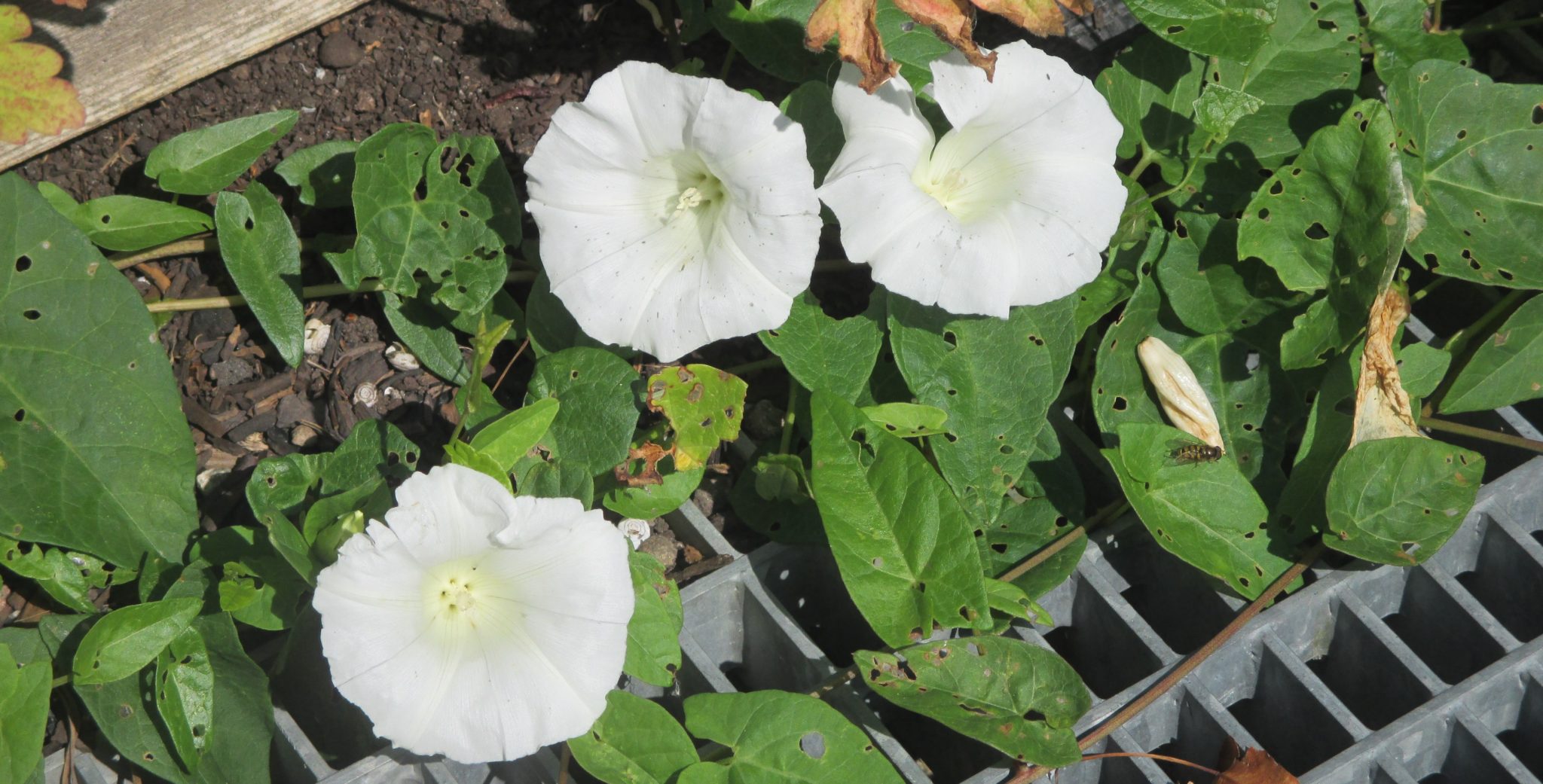 Strandvindel - Calystegia sepium&nbsp;<span>(+)</span>