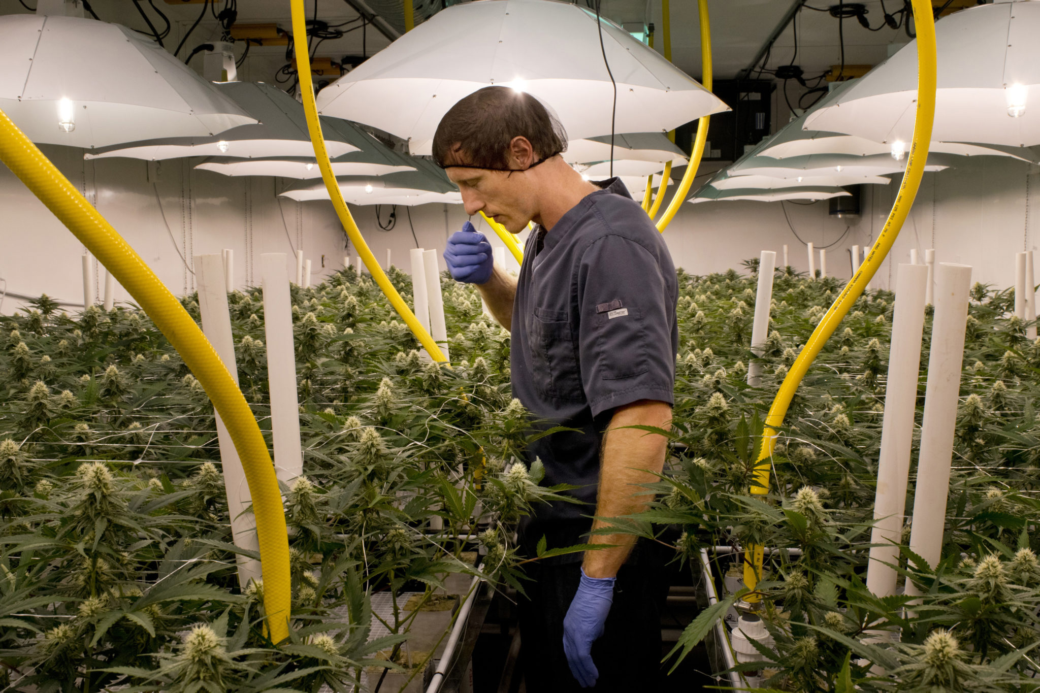 Statsministeren reagerer på at skole nektet Unge Venstre å reklamere for legalisering av hasj&nbsp;<span>(+)</span>