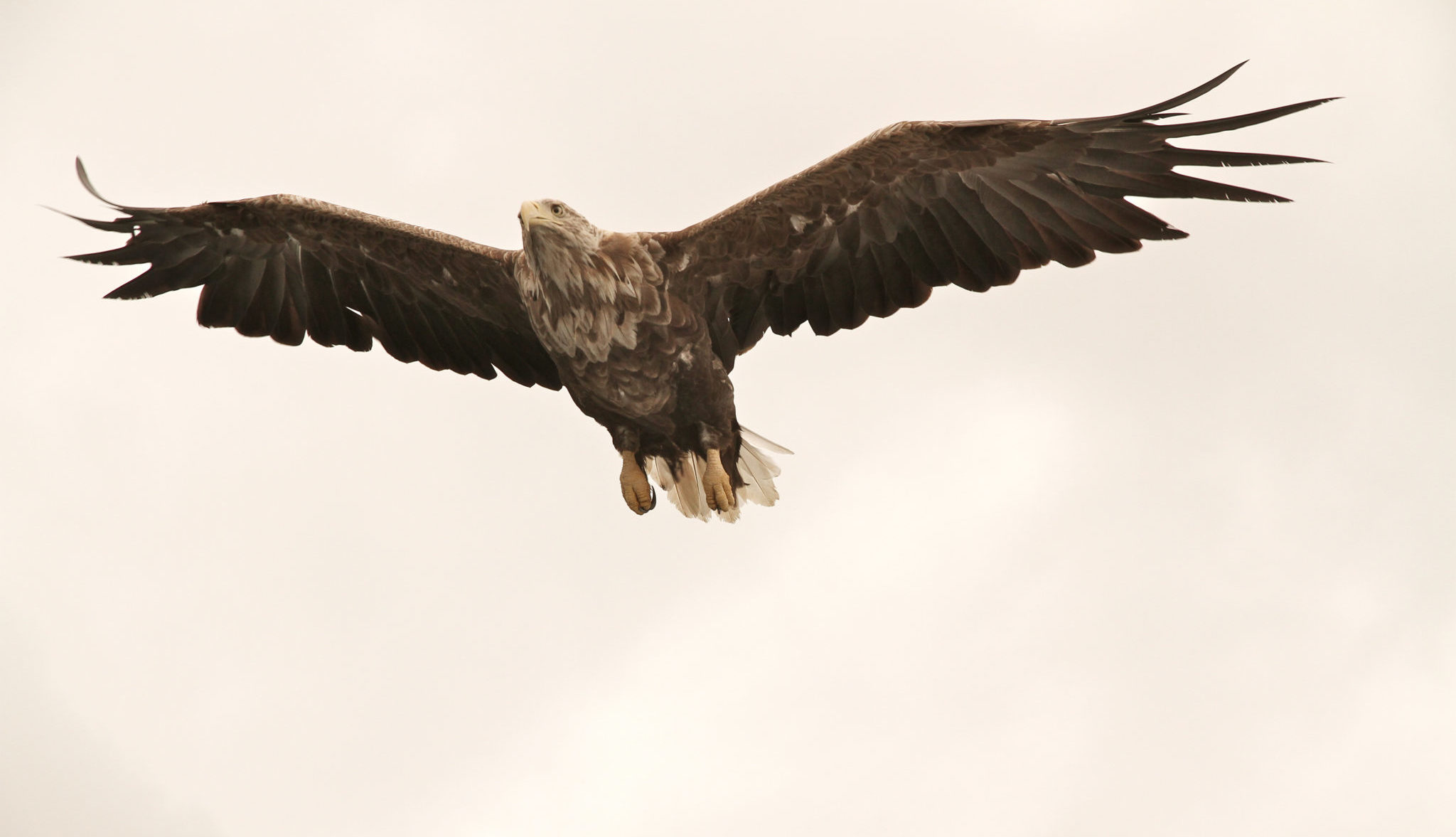 Faktisk.no: 100 havørner funnet drept av vindturbiner på Smøla&nbsp;<span>(+)</span>
