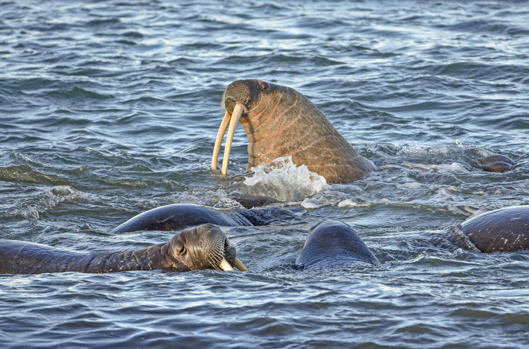 Solberg til Elvestuen: – Vi har ingen plan om å verne Barentshavet&nbsp;<span>(+)</span>