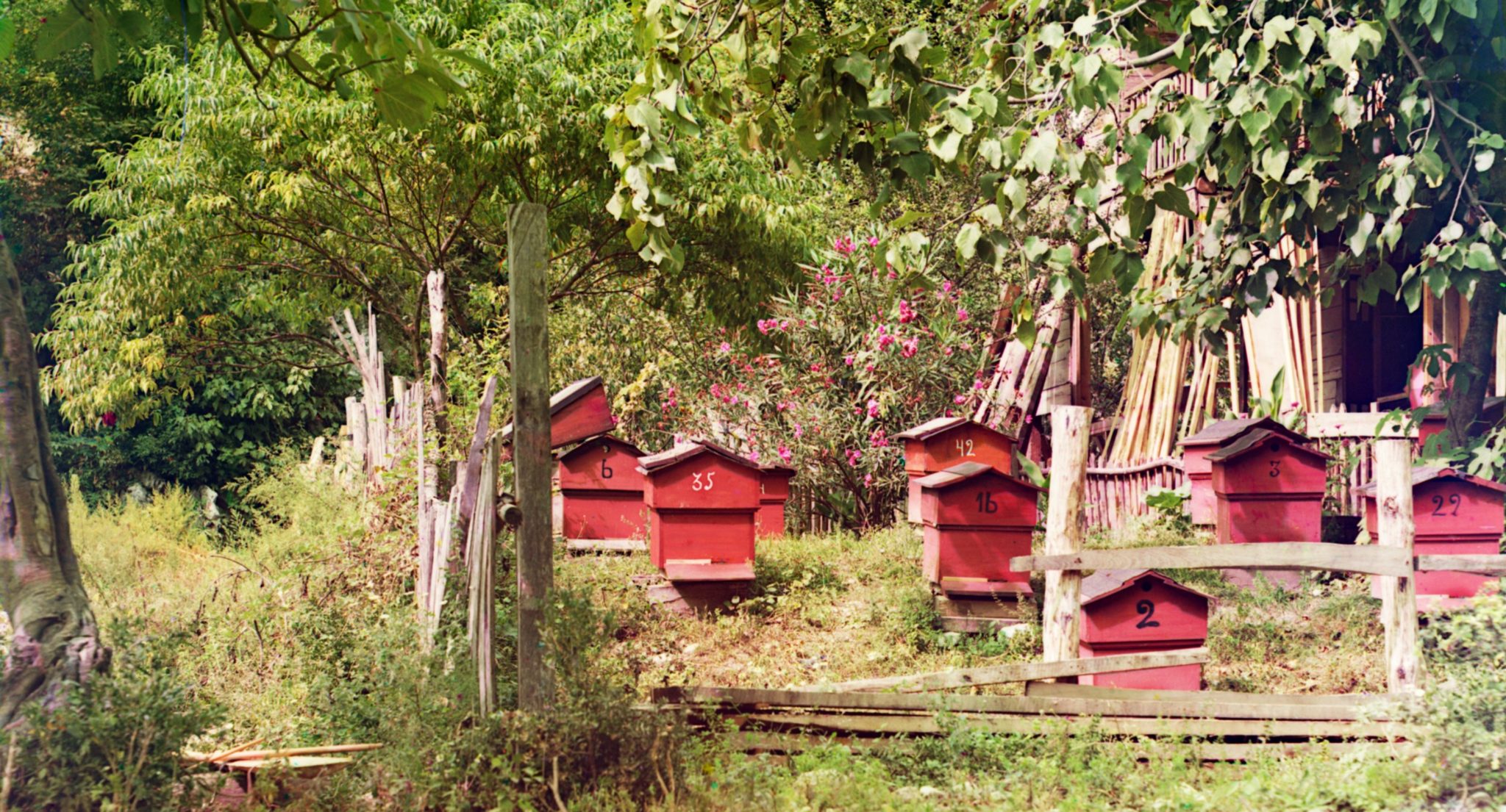Bikuber, Gagra, Georgia (1905)&nbsp;<span>(+)</span>