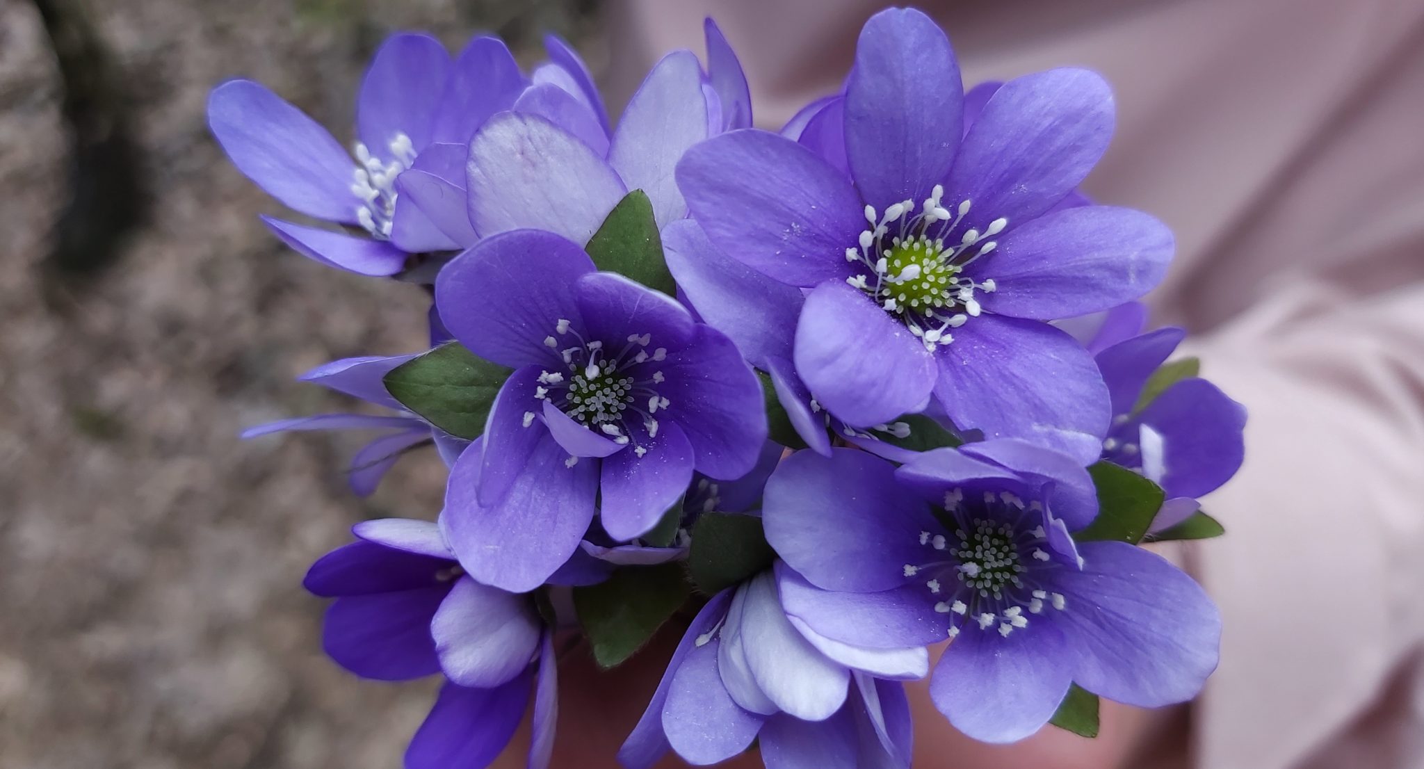 Blåveis (Hepatica nobilis)&nbsp;<span>(+)</span>
