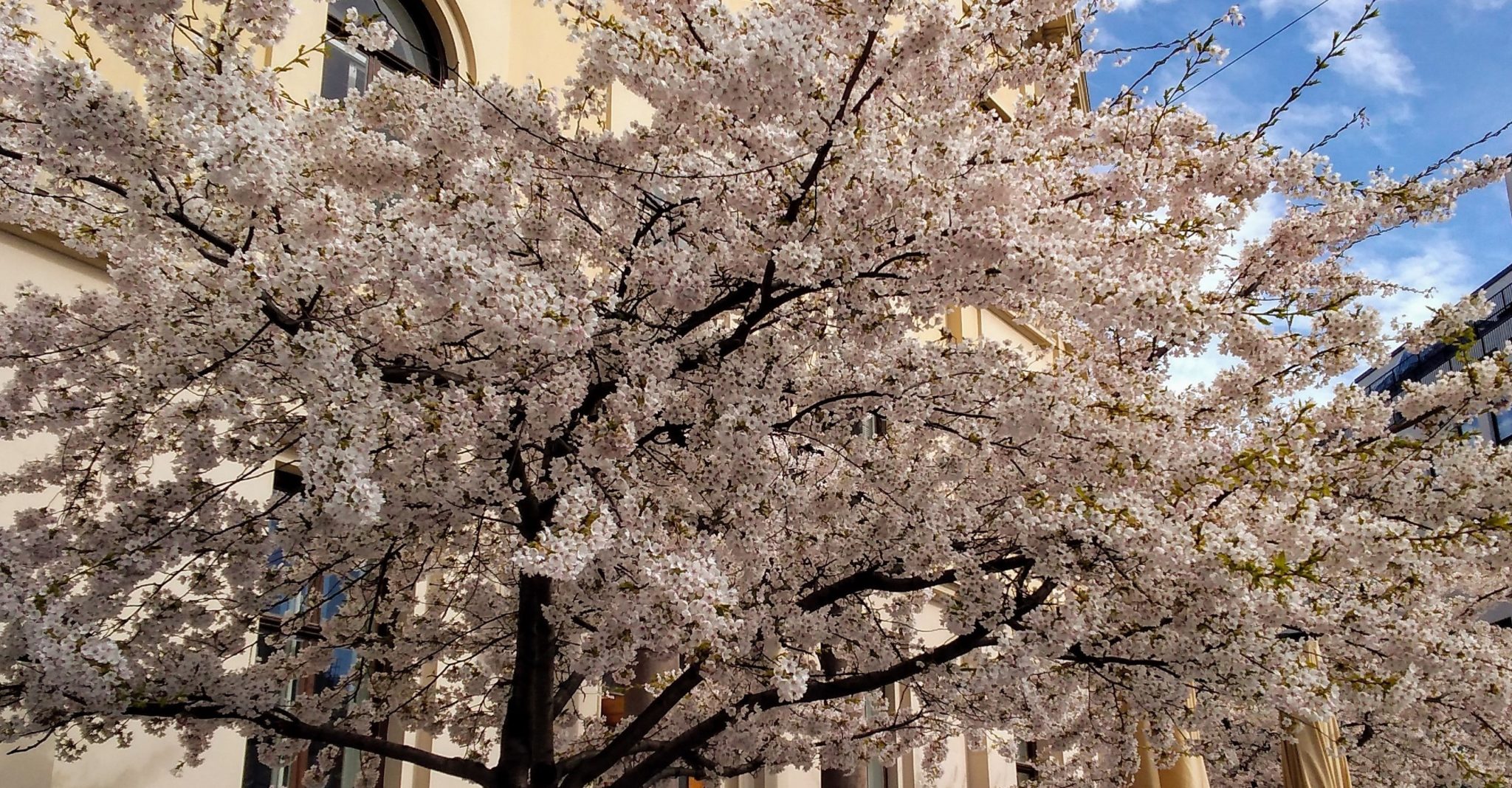 Kirsebærblomstring, St. Olavs plass, Oslo&nbsp;<span>(+)</span>