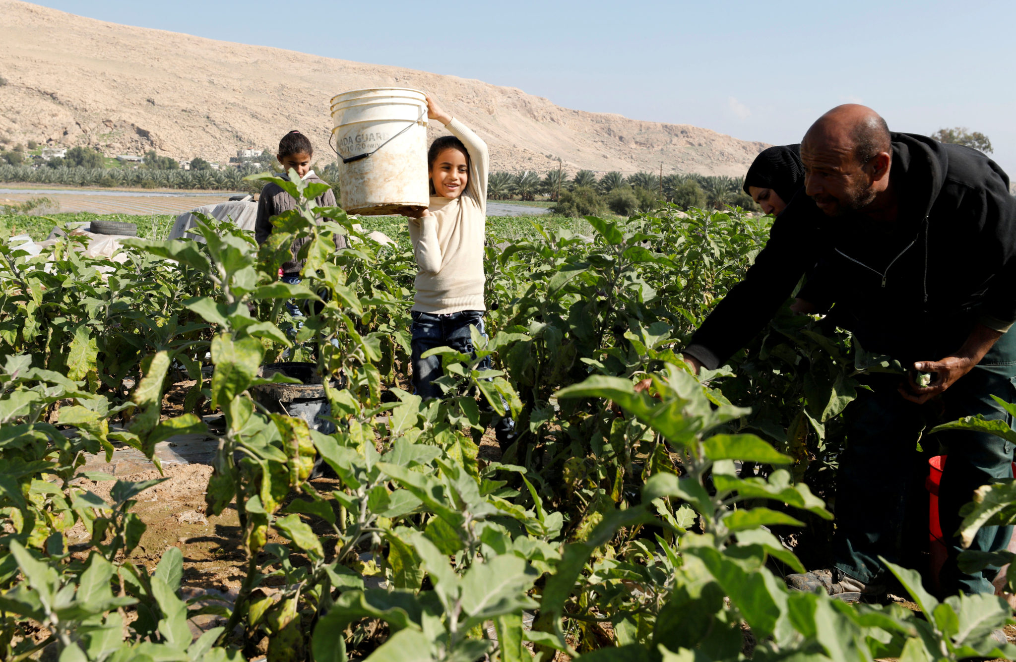 FILE PHOTO: Palestinian farmer Mohammad Masaeed picks up eggplants with his family in his farm in the village of Al-Jiftlik near Jericho in the Israeli-occupied West Bank February 5, 2020. Picture taken February 5, 2020. REUTERS/Mussa Qawasma/File Photo