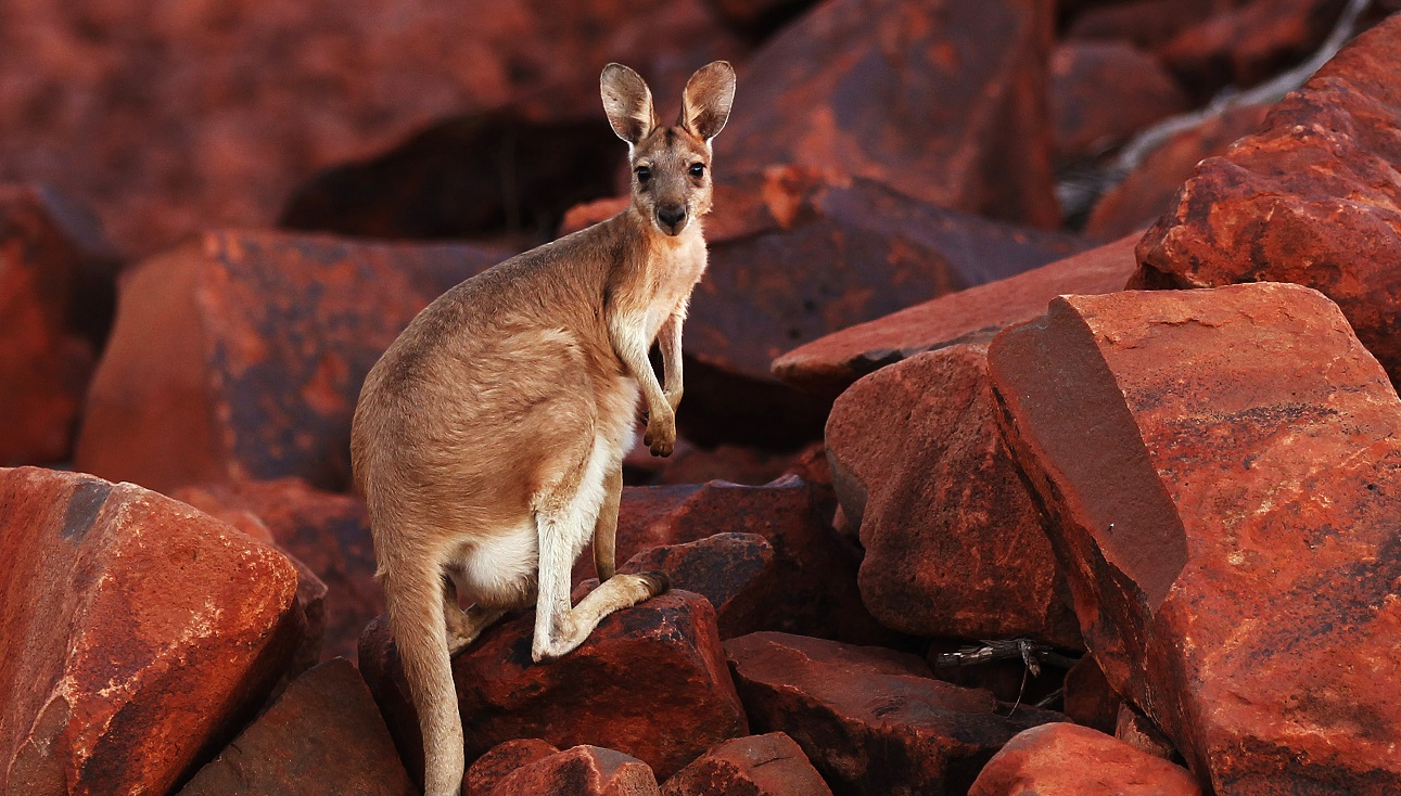 Kina truer Australia med ytterligere importrestriksjoner&nbsp;<span>(+)</span>