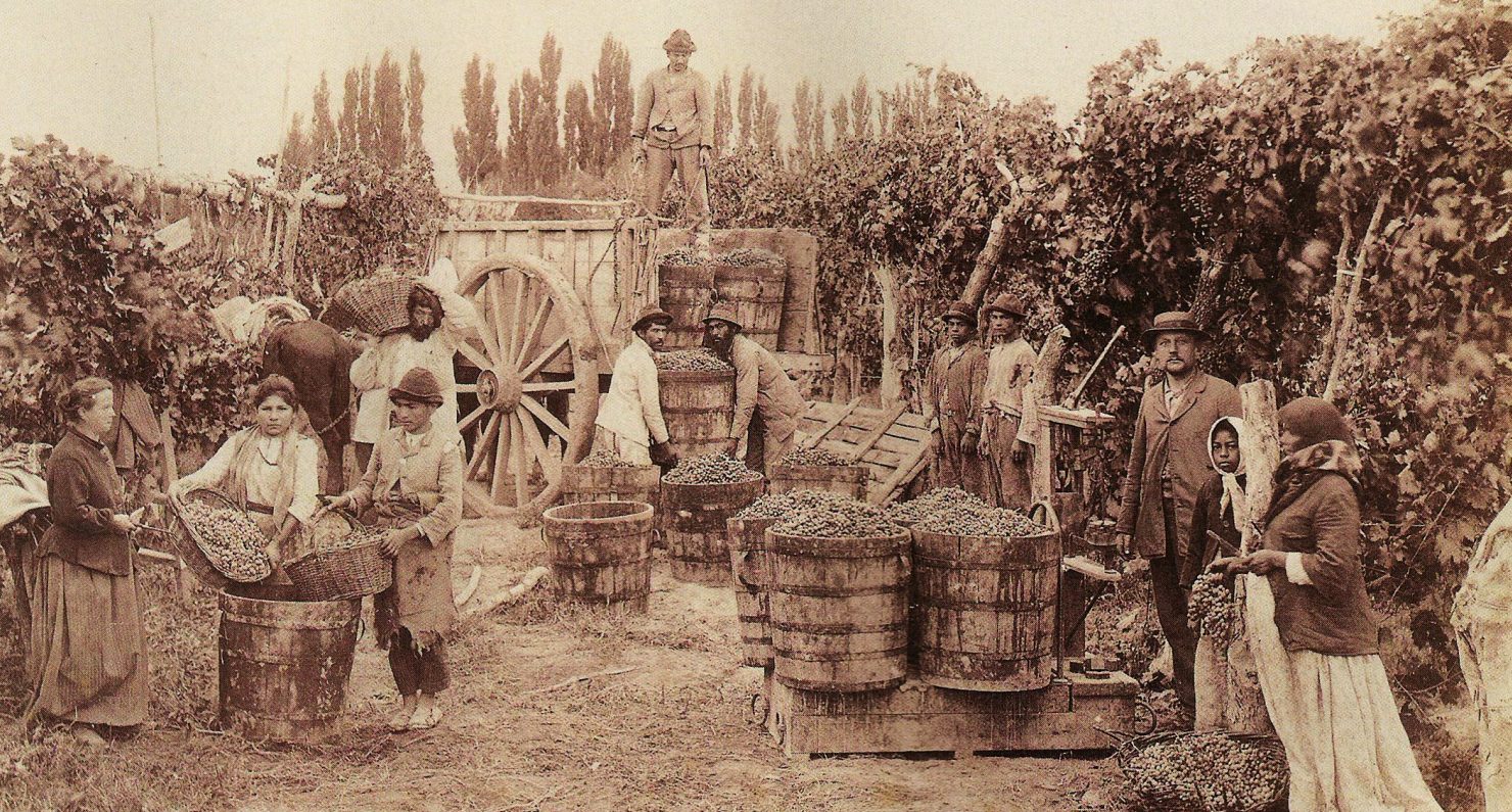 Vinhøst i Mendoza, Argentina (c. 1890)&nbsp;<span>(+)</span>