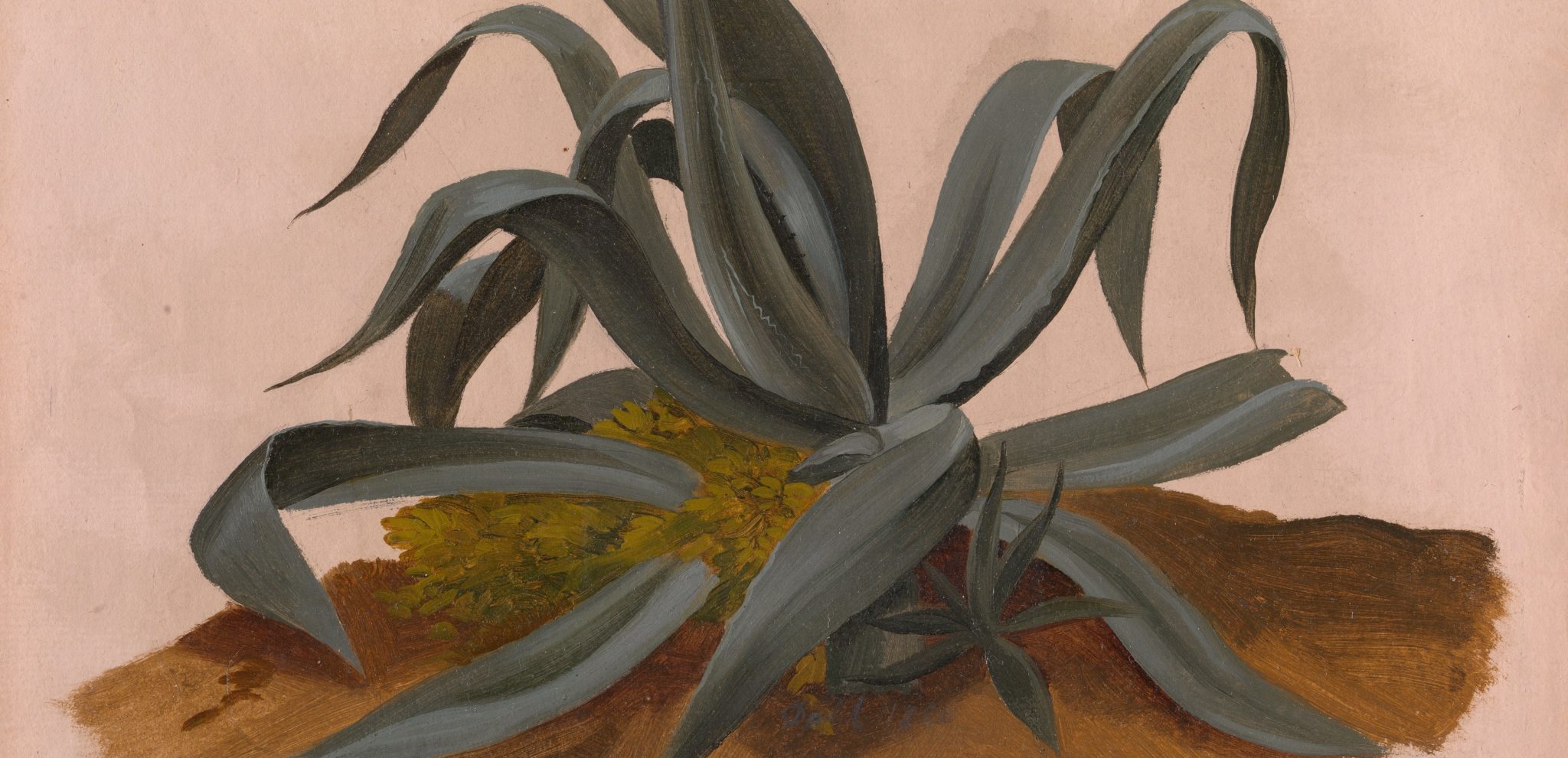 Studie av en agave-plante (1820)&nbsp;<span>(+)</span>