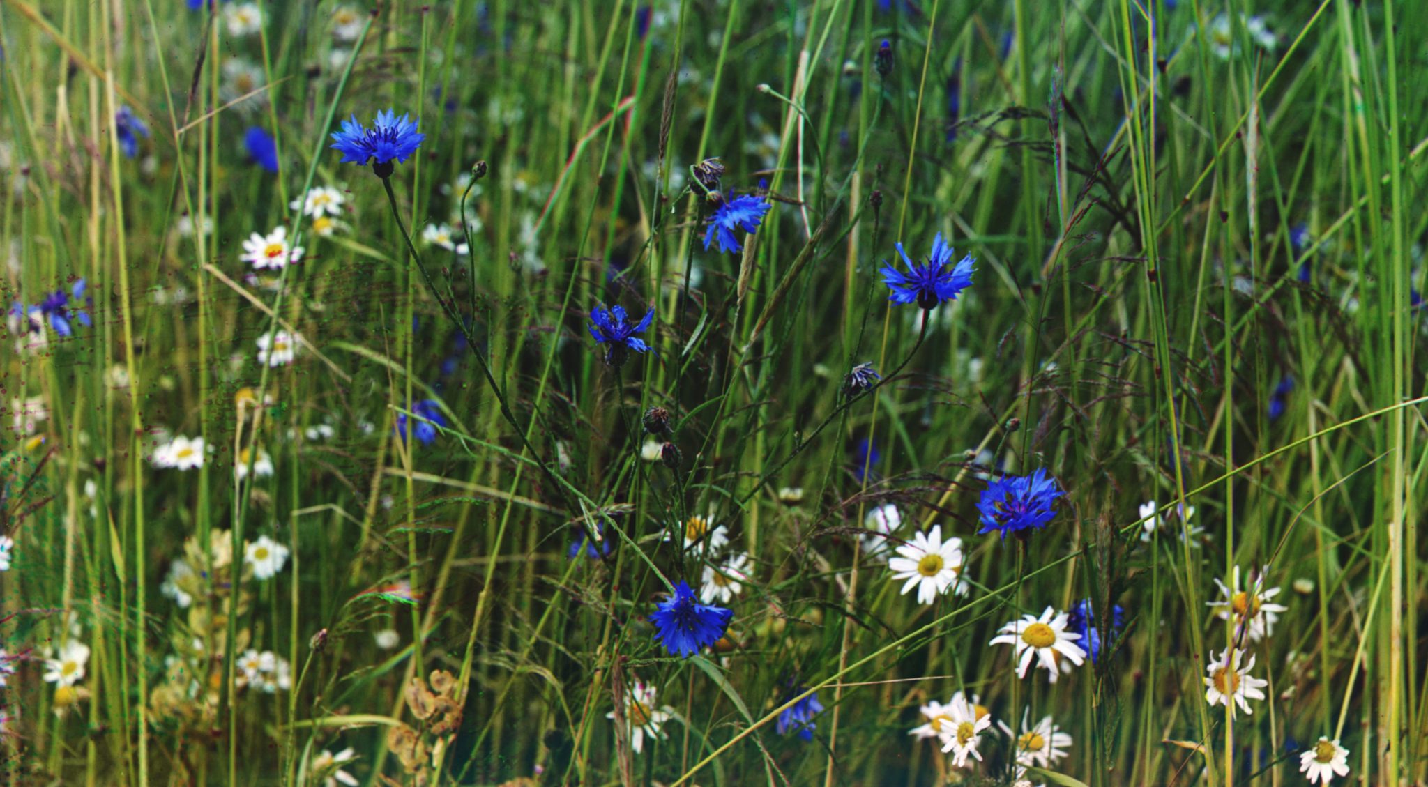 Kornblomster m.m. i en rugåker (ikke datert)&nbsp;<span>(+)</span>