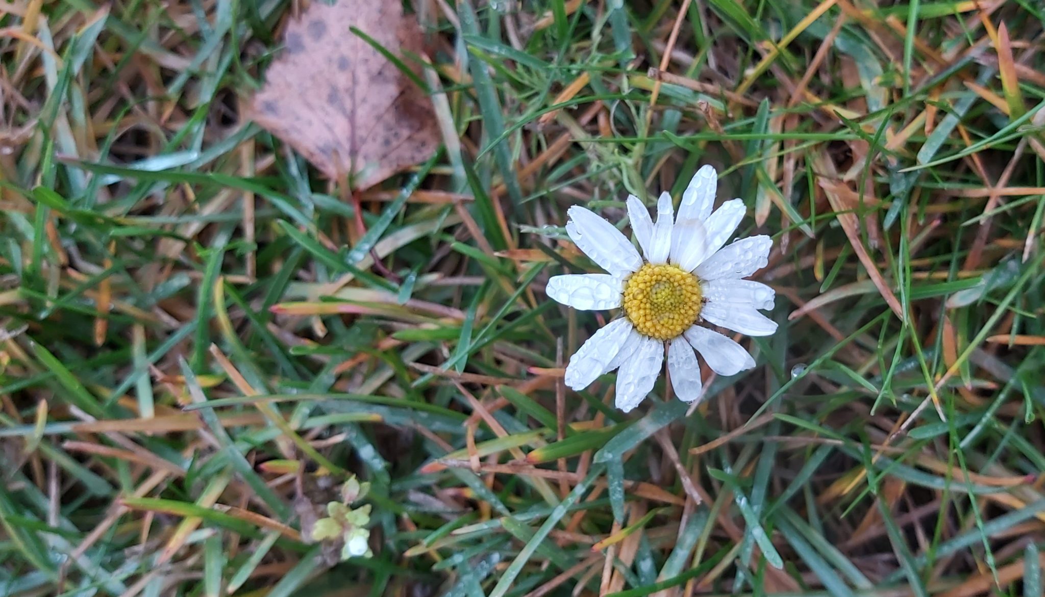 Novemberblomstring&nbsp;<span>(+)</span>