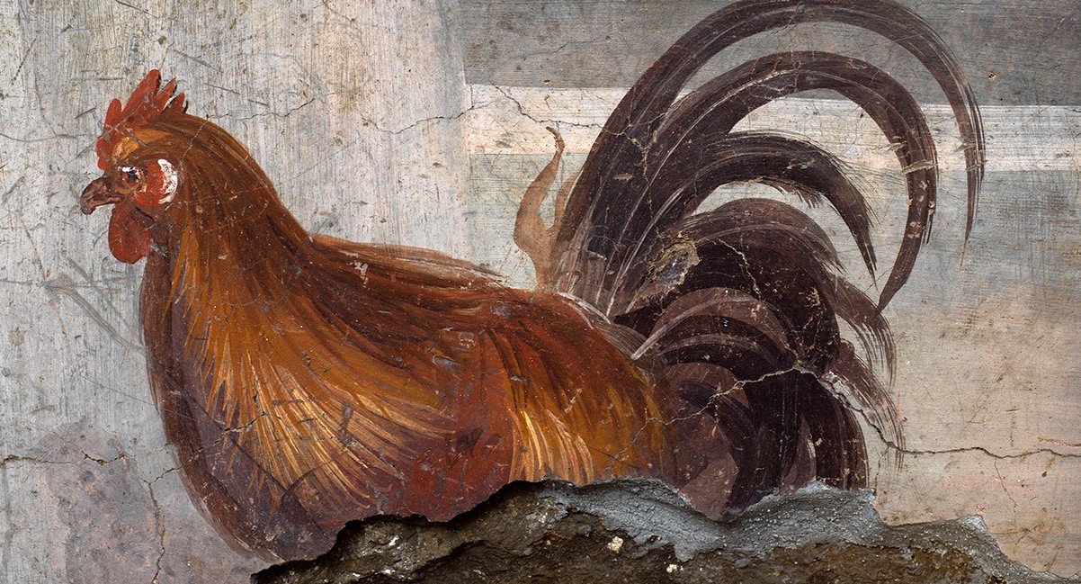 Hane fra Pompeii, ikke senere enn år 79&nbsp;<span>(+)</span>