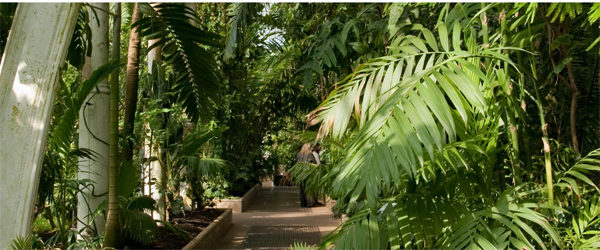 Kgl. botanisk have i London vil ‘afkolonisere’ skiltningen, har planterne været ‘brugt racistisk’&nbsp;<span>(+)</span>