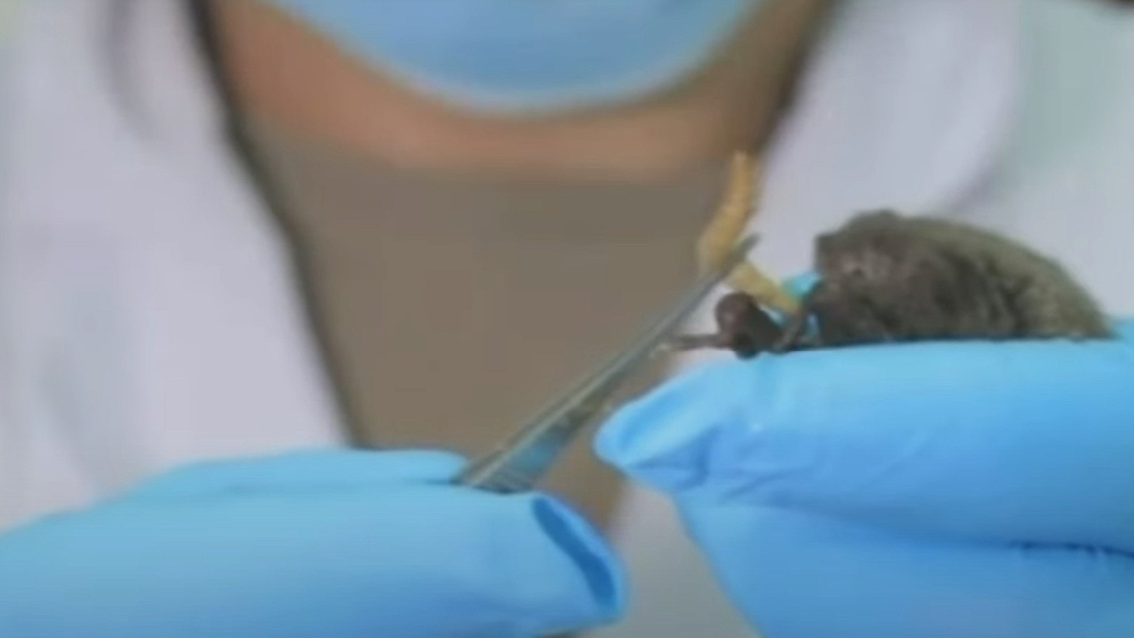Wuhan-laboratoriet oppbevarte flaggermus, viser offisiell kinesisk video. Konspirasjons&shy;teori, sa WHO-gransker&nbsp;<span>(+)</span>