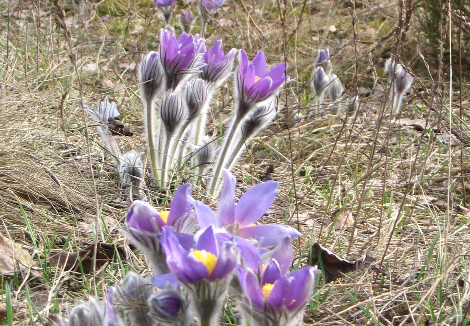 Sverige: 175.000 arbeidsplasser i fare på grunn av strid om sjelden blomst på Gotland&nbsp;<span>(+)</span>