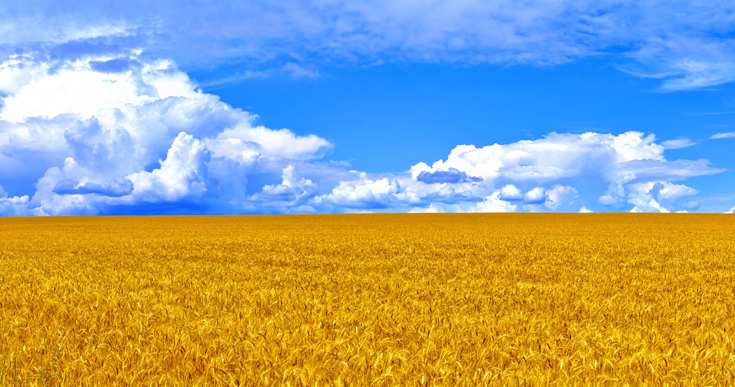 FN ber om at ukrainsk korn må bli eksportert&nbsp;<span>(+)</span>