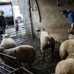 Nord-Irland: Klimamål krever at over en million husdyr må slaktes