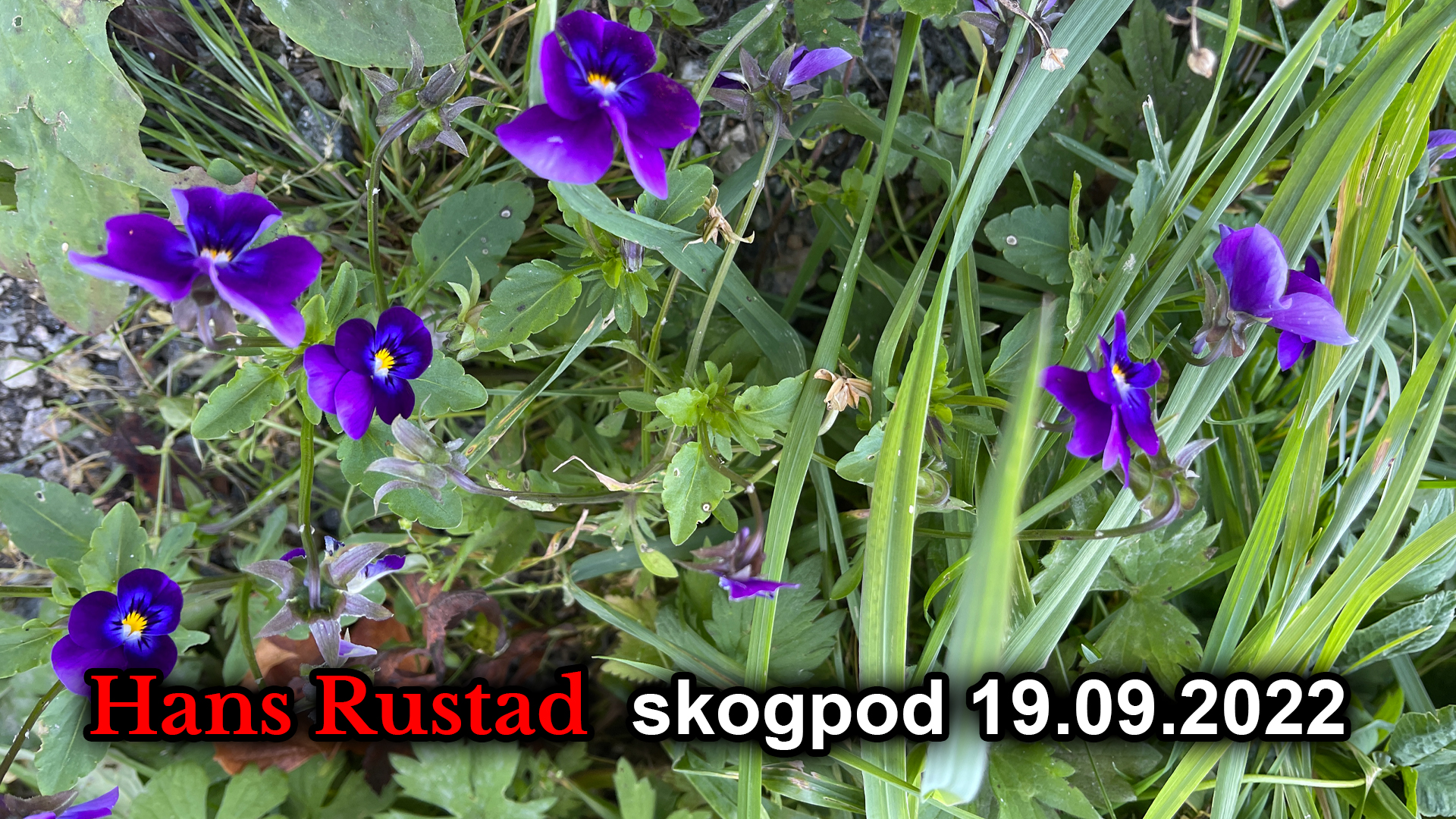 Skogpod 19. september: Lars Hedegaard 80 år&nbsp;<span>(+)</span>