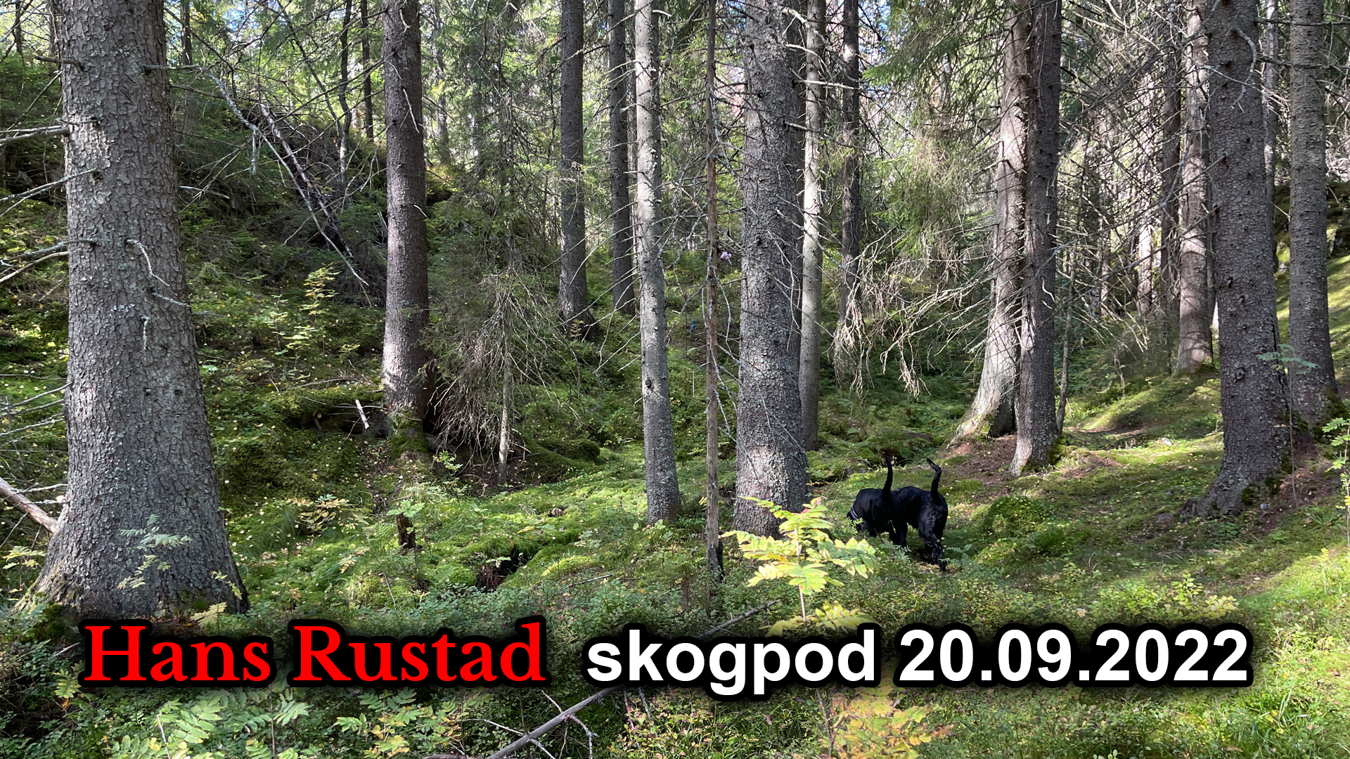 Skogpod 20. september: En mørk dag for ytringsfriheten&nbsp;<span>(+)</span>