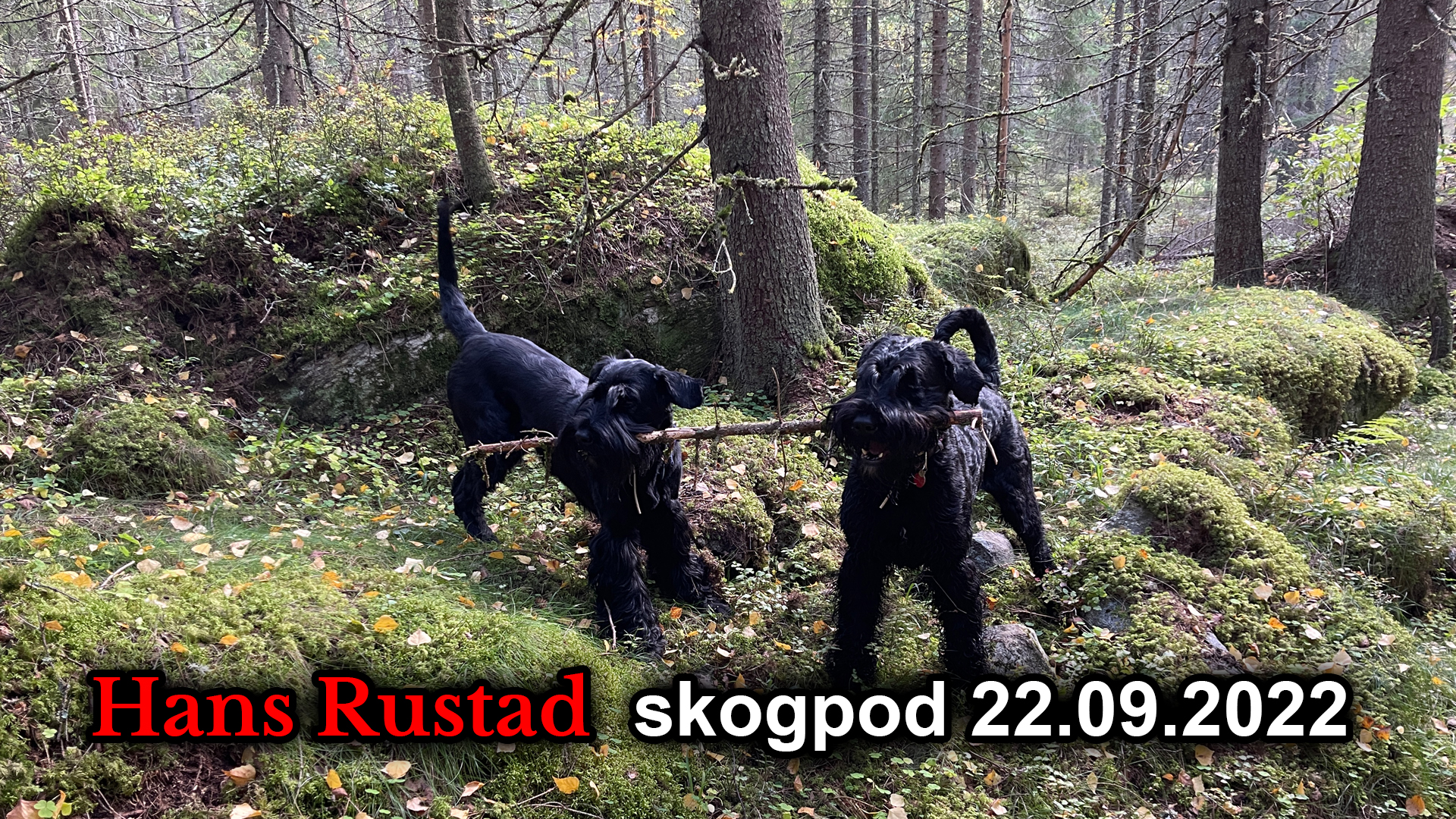 Skogpod 22. september: -Italia kan bli et nytt Ungarn&nbsp;<span>(+)</span>