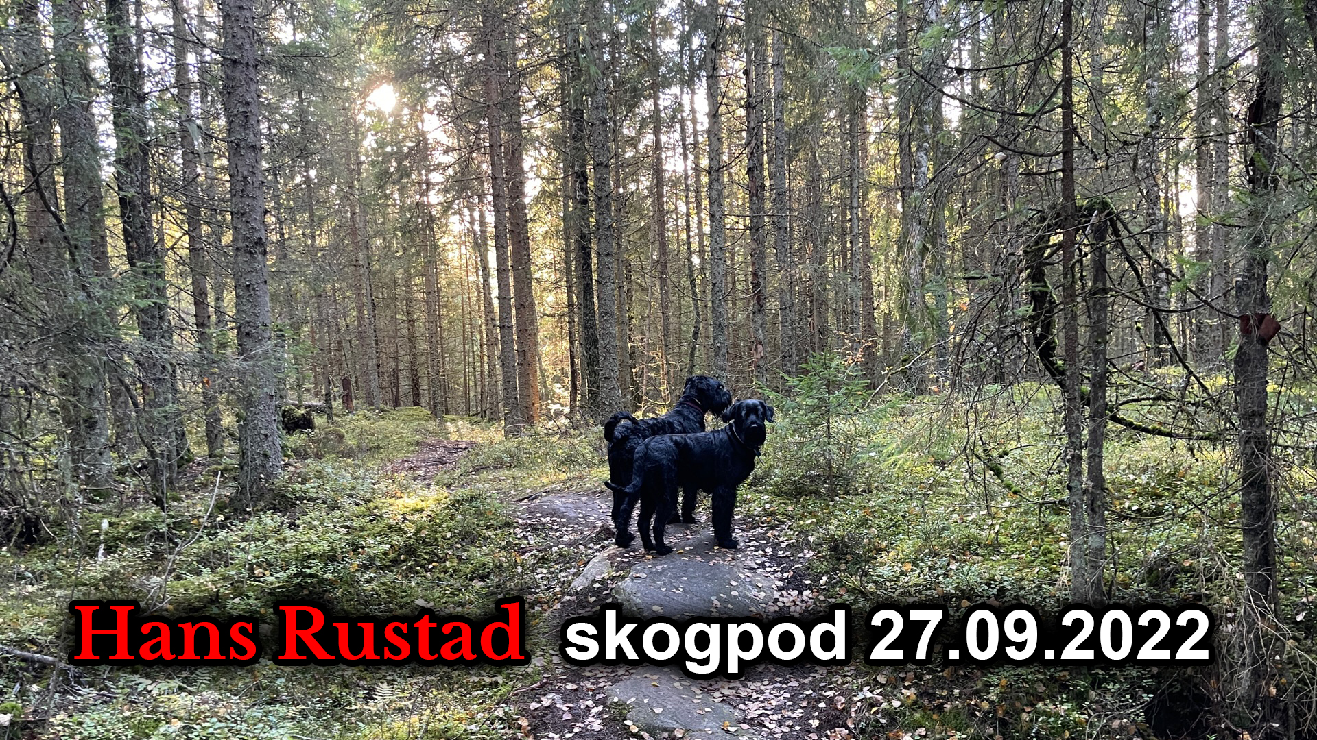 Skogpod 27. september: Det er systemet som har endret karakter&nbsp;<span>(+)</span>