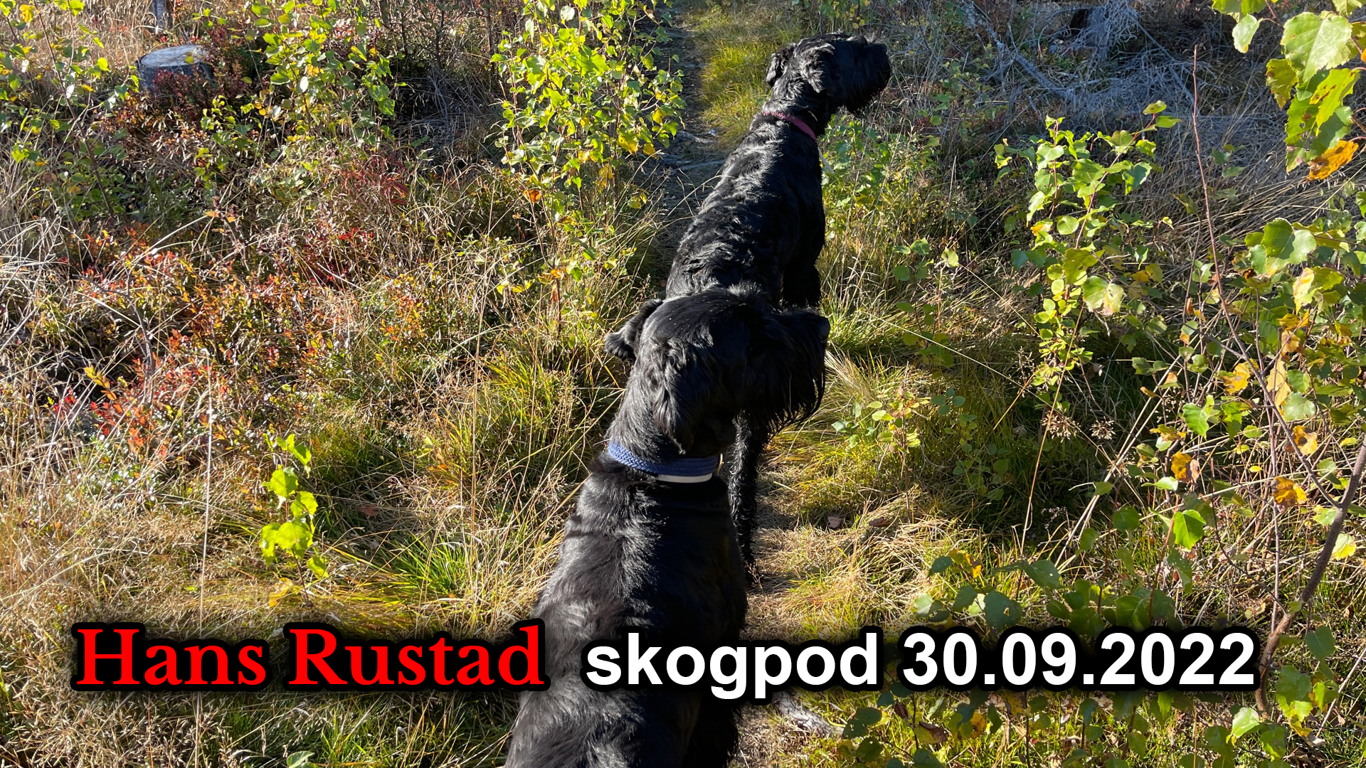 Skogpod 30. september: – Norge er i krig med Russland&nbsp;<span>(+)</span>