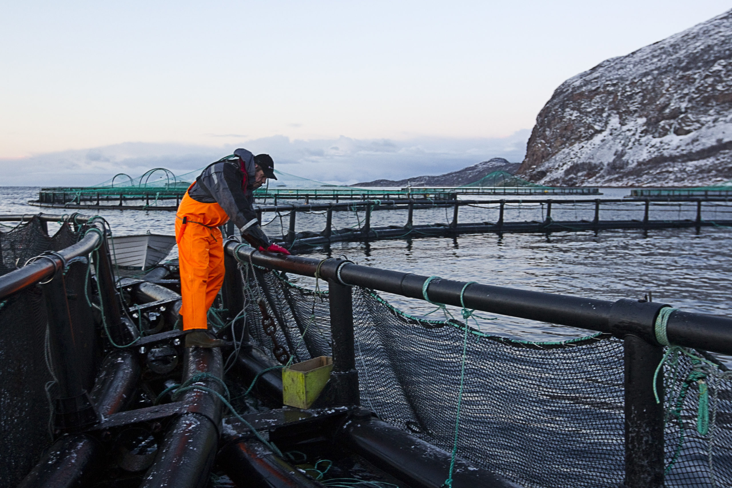 Rødgrønt strupetak på kysten&nbsp;<span>(+)</span>