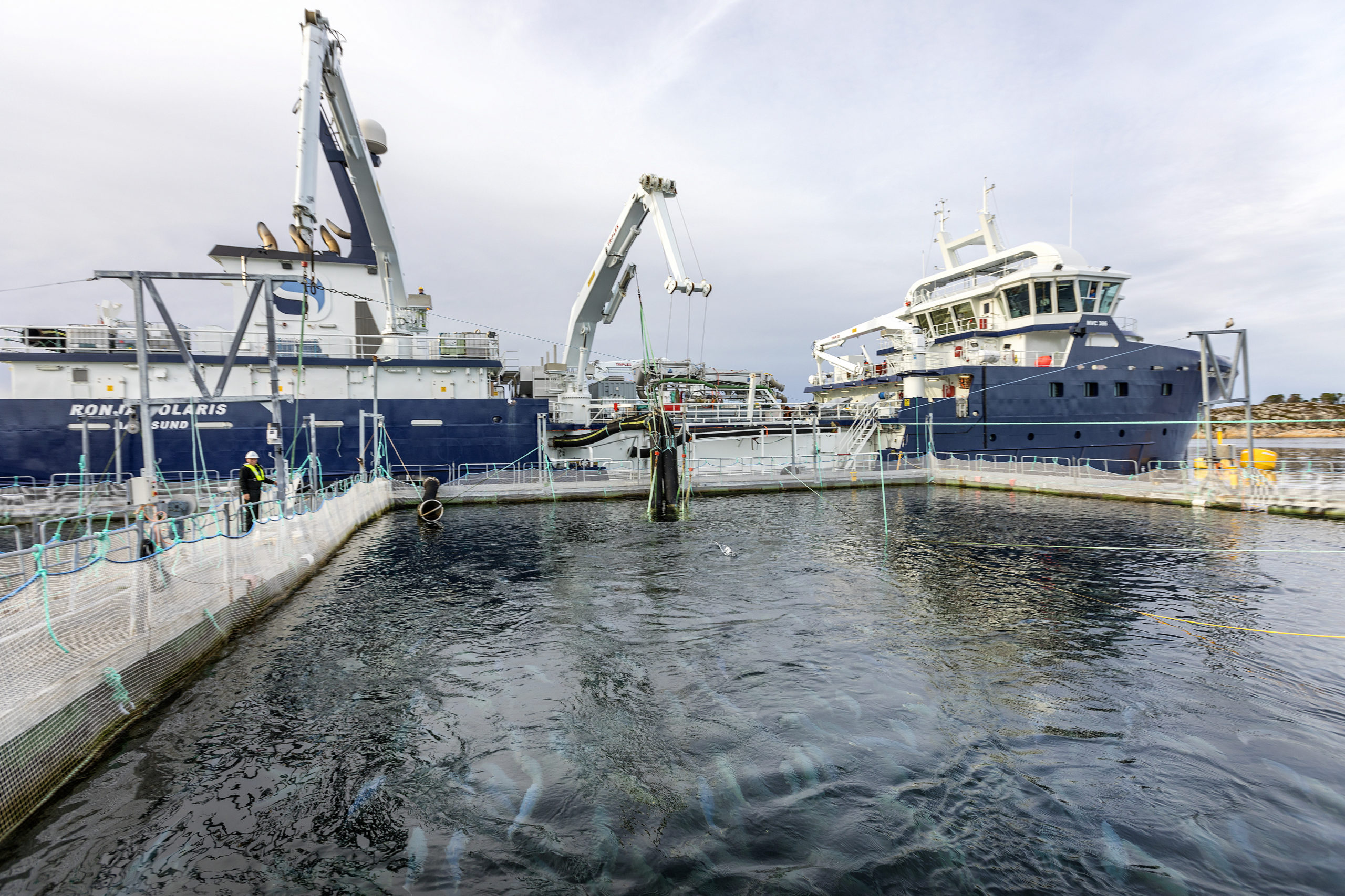 Investeringsdirektør spår at sjømat&shy;gigantene splittes opp&nbsp;<span>(+)</span>