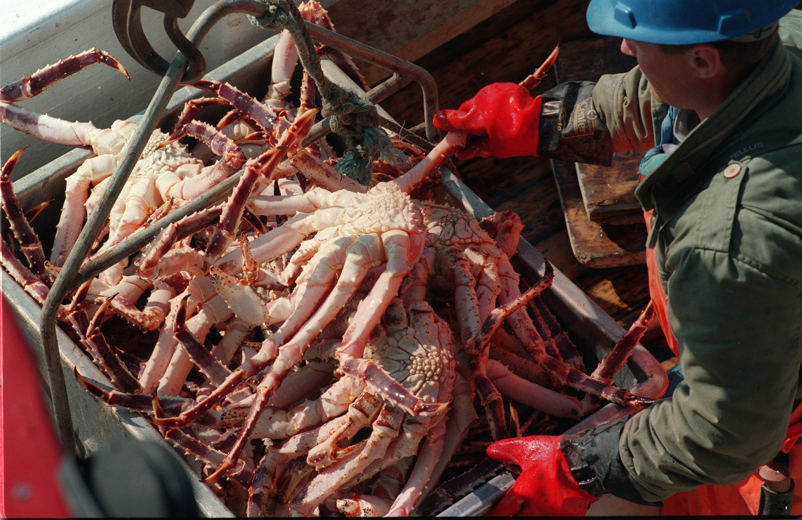 дальневосточный краб владивосточный. краб магадан. стригун опилио. самый дорогой краб. большой черноморский краб.