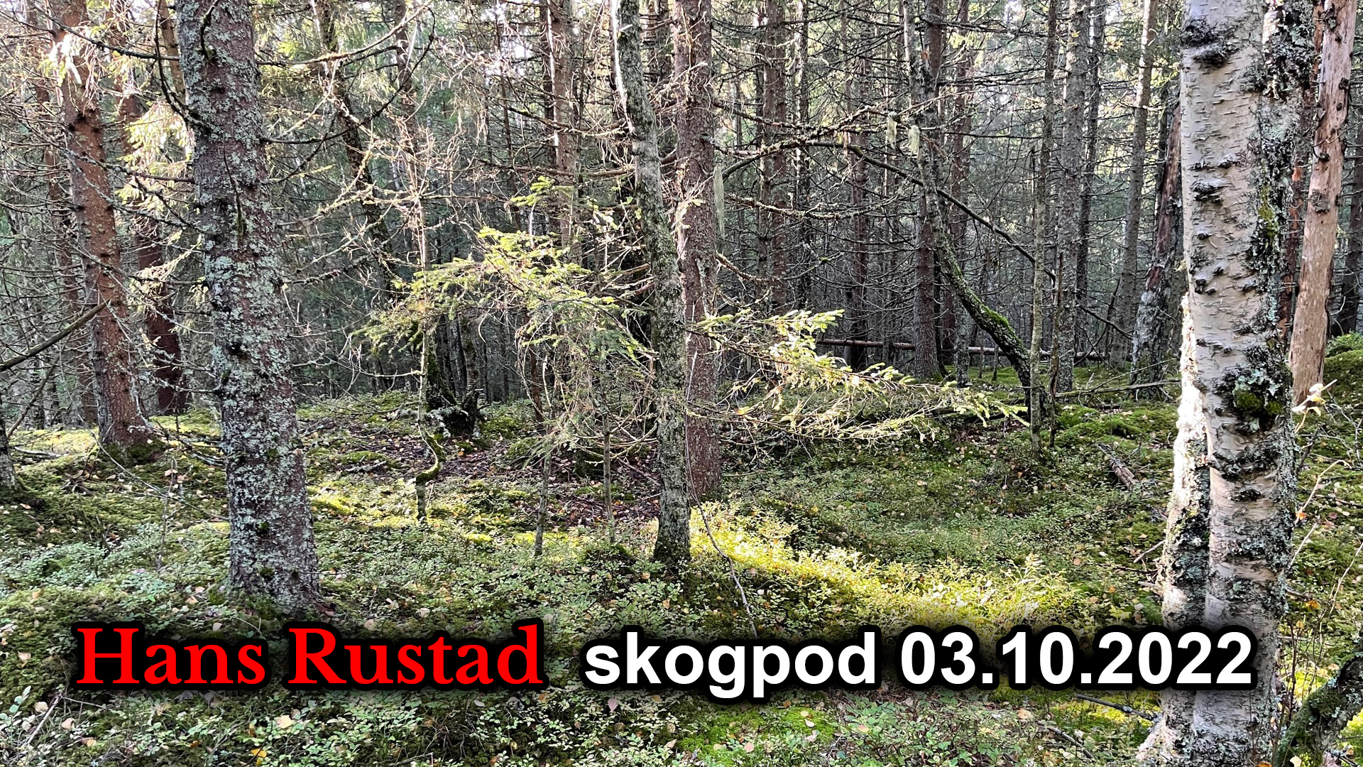 Skogpod 3. oktober: Brasil-valg et stort nederlag for NRK&nbsp;<span>(+)</span>