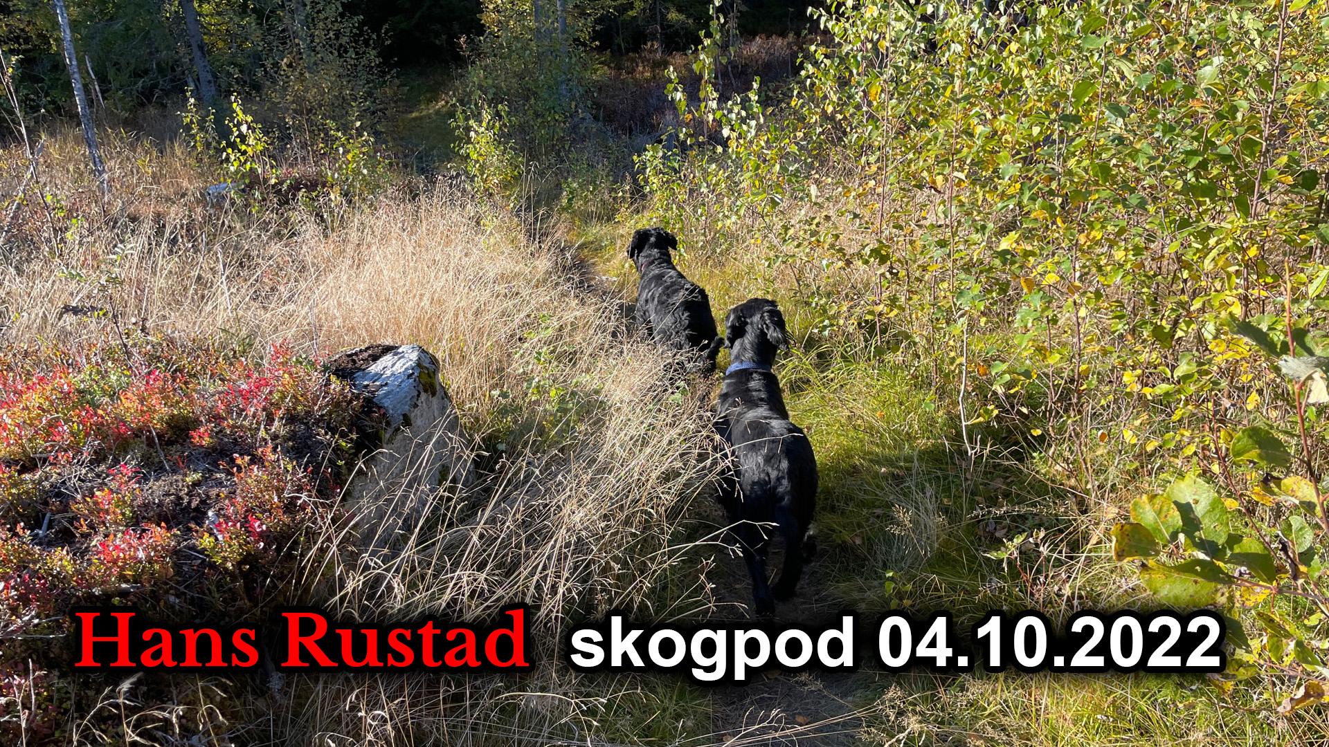 Skogpod 4. oktober: Ingenting blir som før&nbsp;<span>(+)</span>