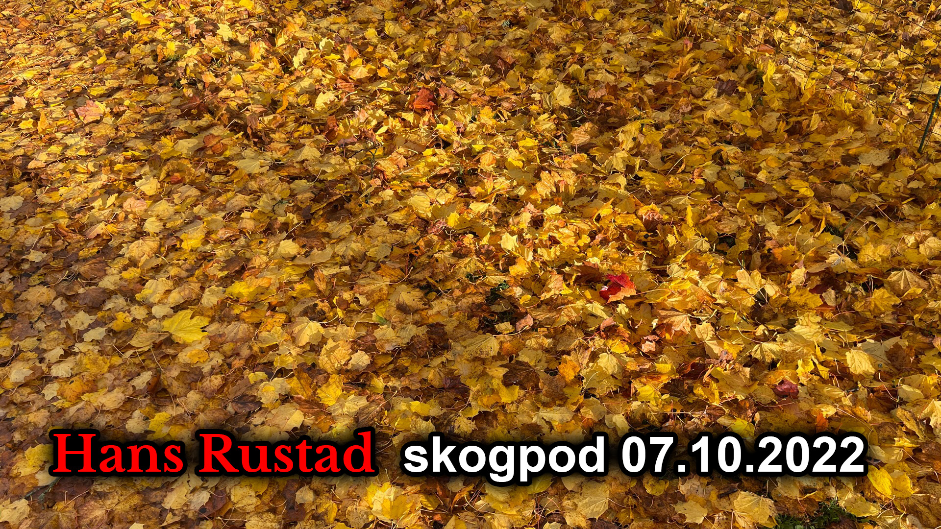 Skogpod 7. oktober: Kristenforfølgelser i Vesten&nbsp;<span>(+)</span>