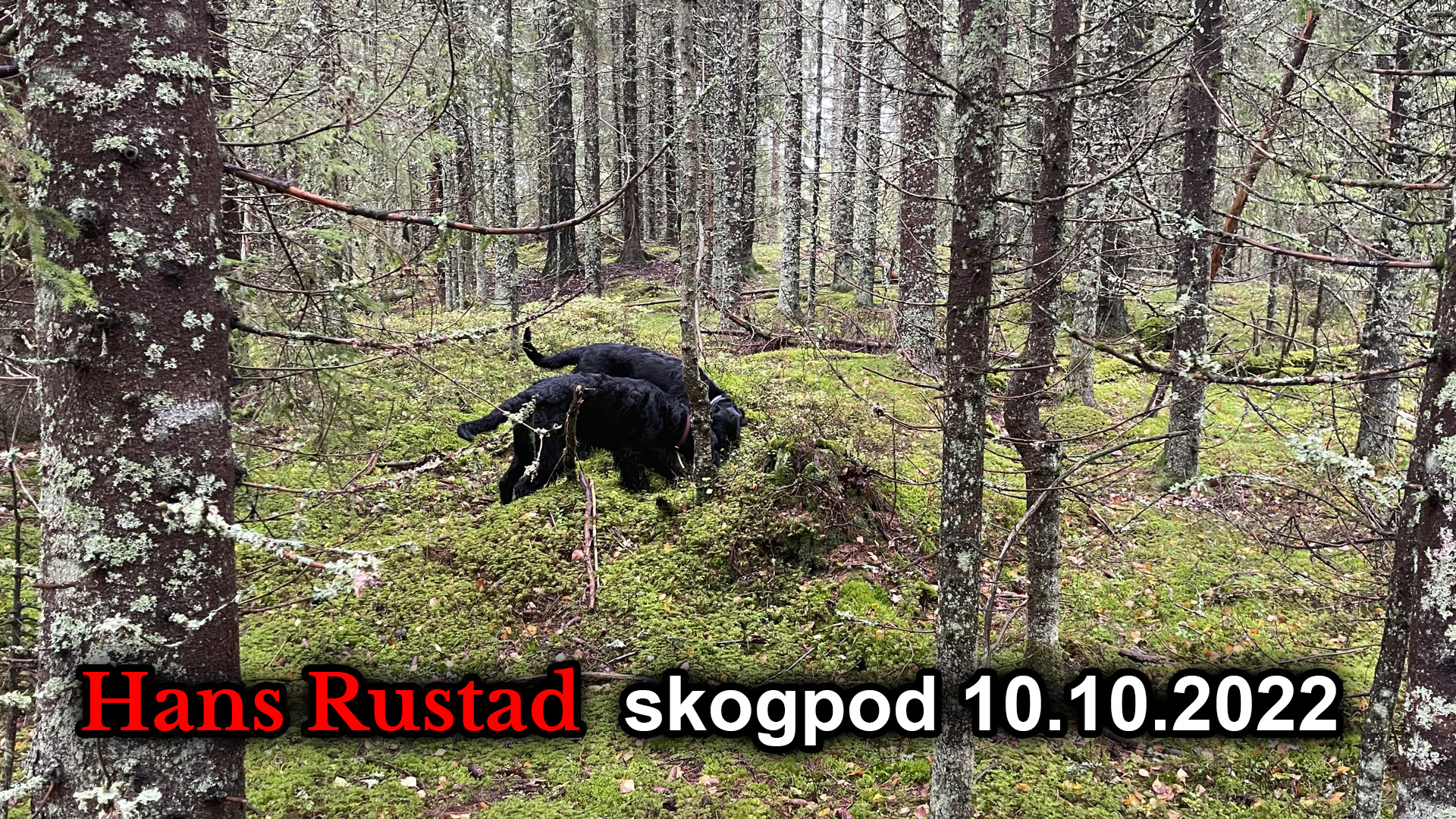 Skogpod 10. oktober: Tillit er noe man må gjøre seg fortjent til&nbsp;<span>(+)</span>