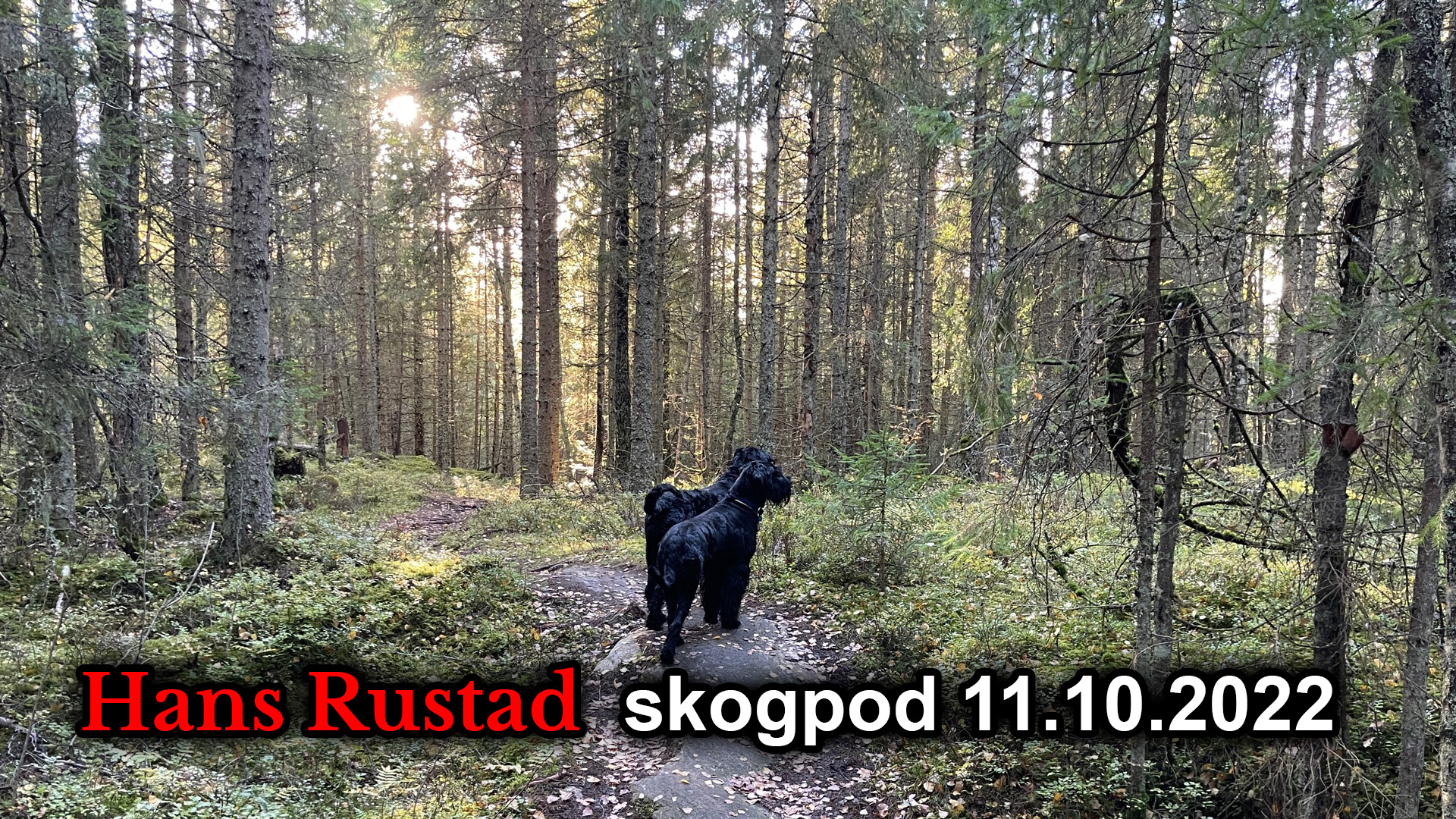 Skogpod 11. oktober: Ytringsfrihet og hybridkrig&nbsp;<span>(+)</span>