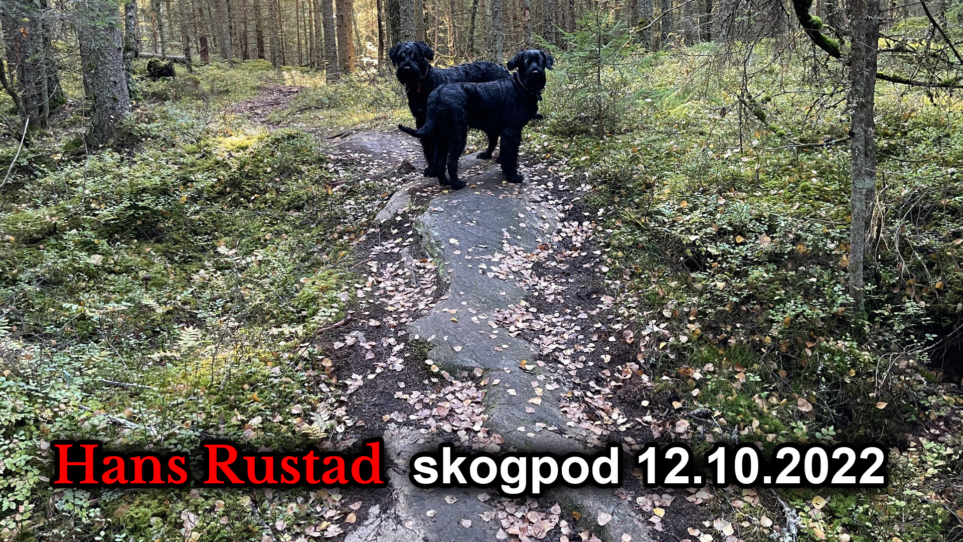 Skogpod 12. oktober: Vi lever i en farlig tid&nbsp;<span>(+)</span>