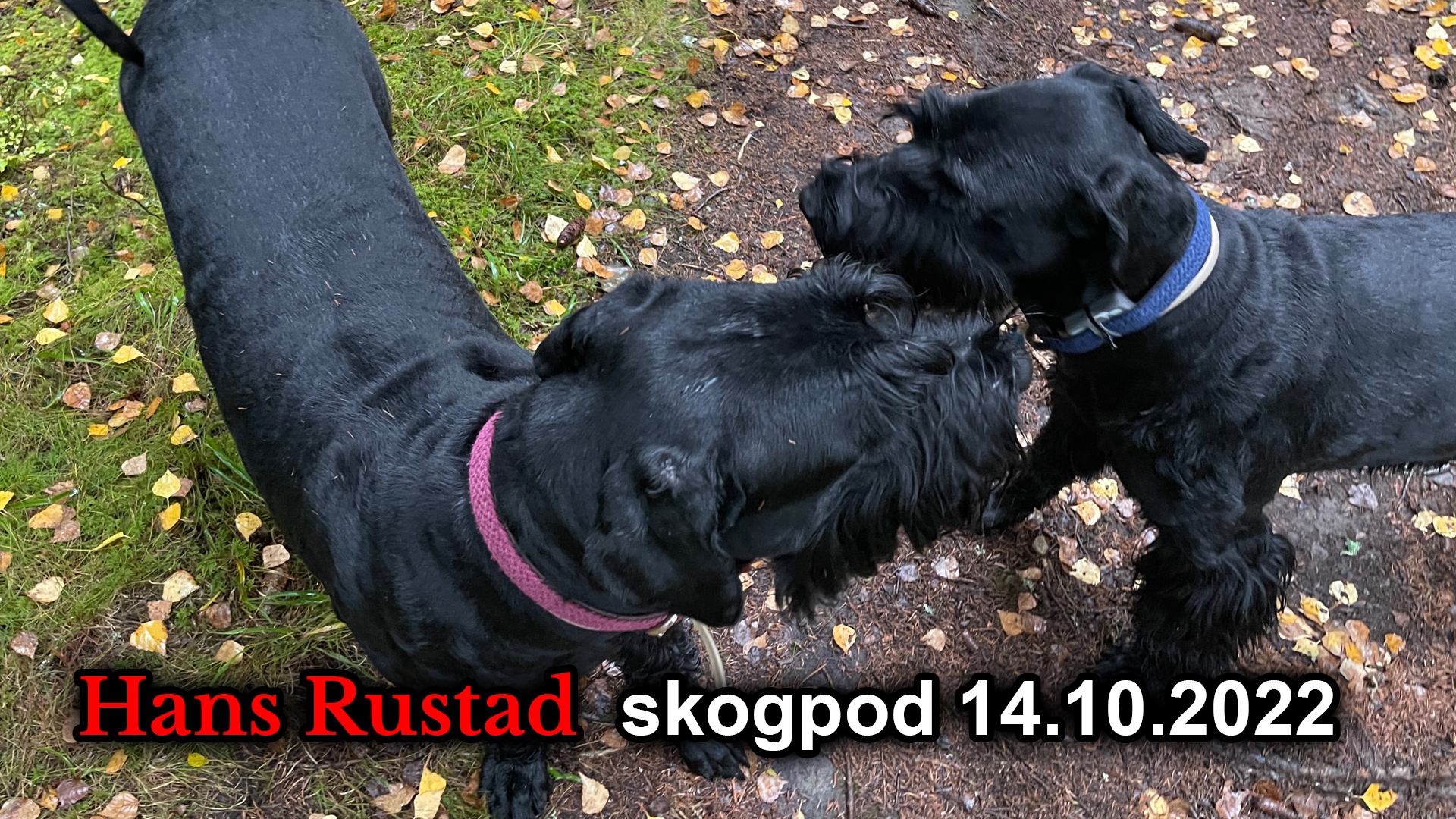Skogpod 14. oktober: Det usannsynlige er blitt det normale&nbsp;<span>(+)</span>