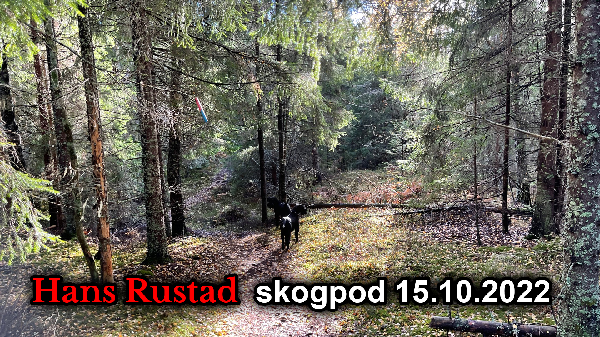 Skogpod 15. oktober: Terapi mot krig&nbsp;<span>(+)</span>