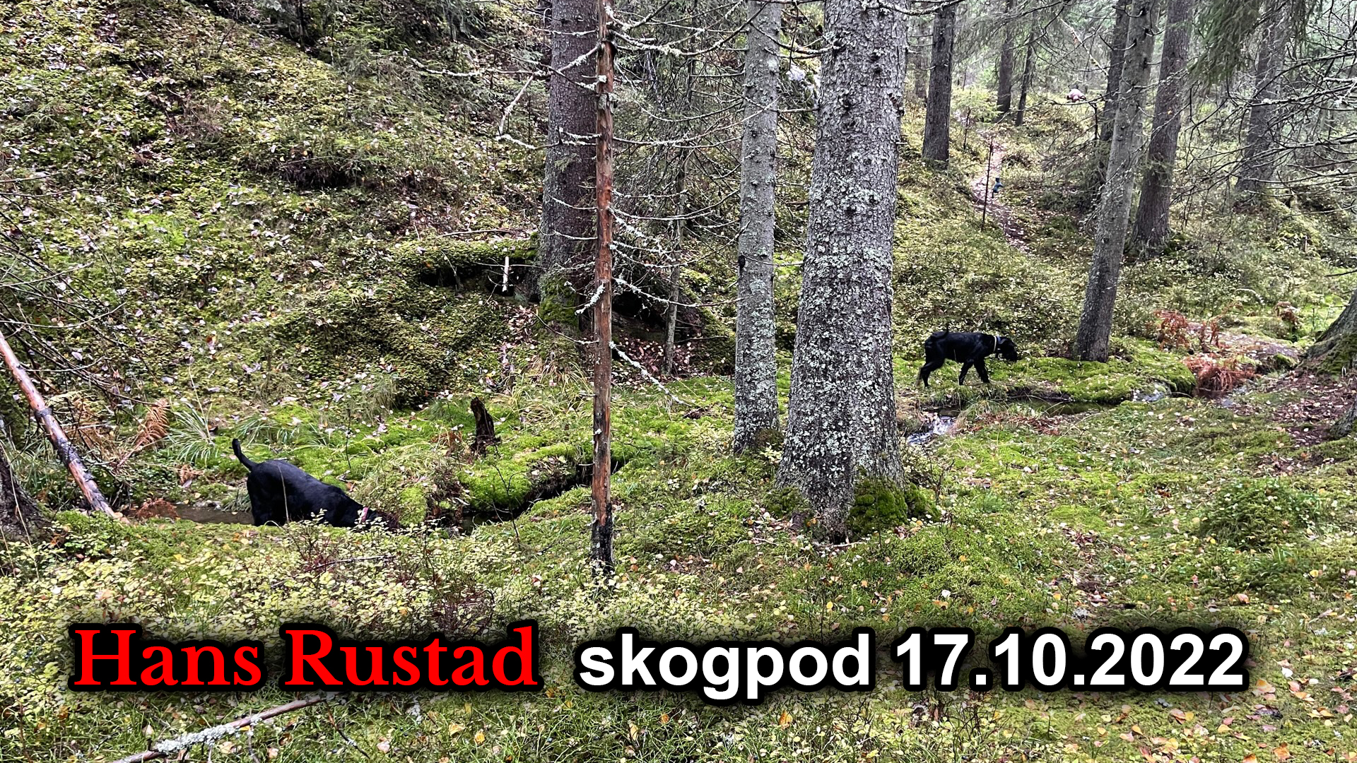 Skogpod 17. oktober: Folket oppdrar seg selv&nbsp;<span>(+)</span>