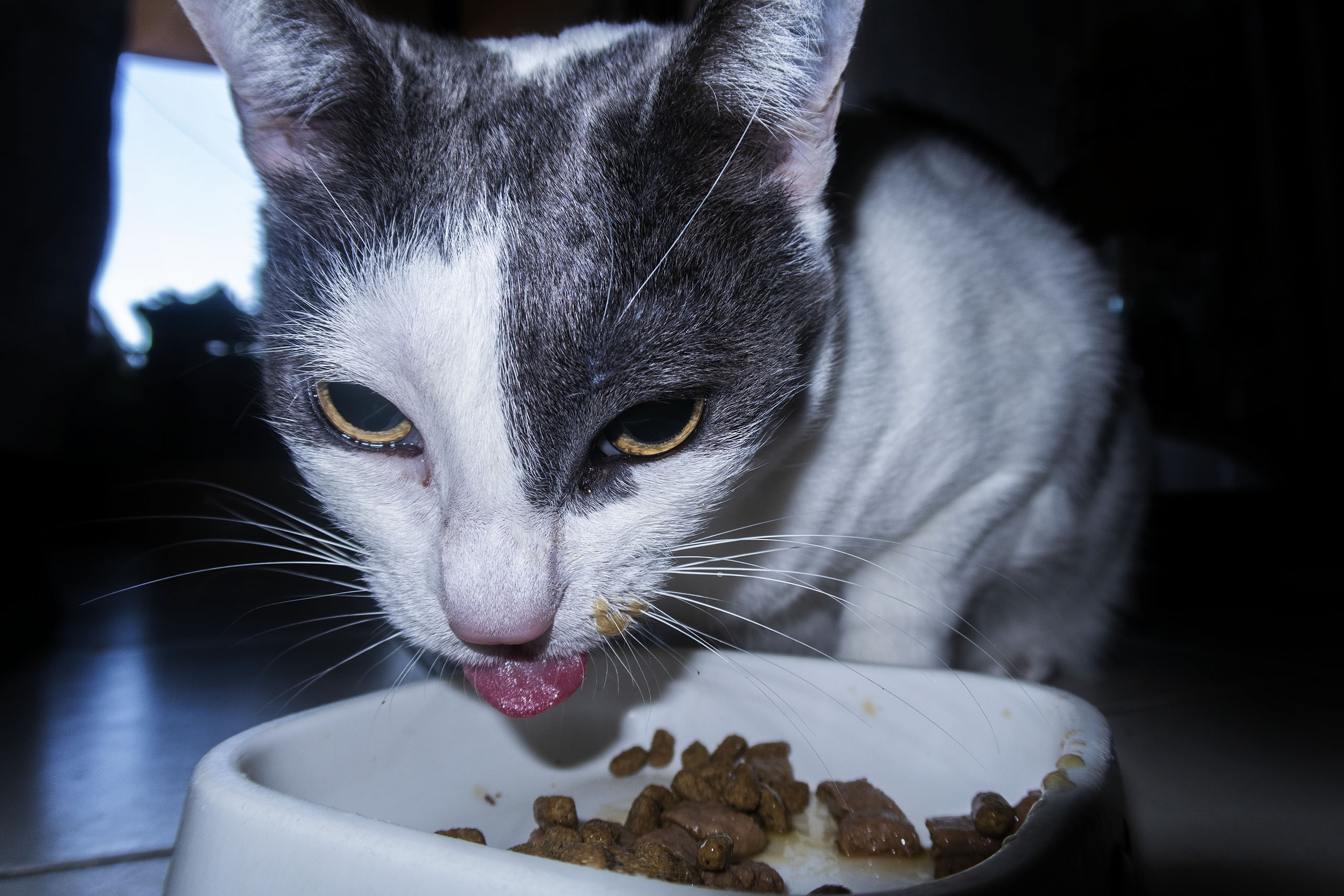 Grønt skifte: Kjæledyr ødelegger klimaet&nbsp;<span>(+)</span>