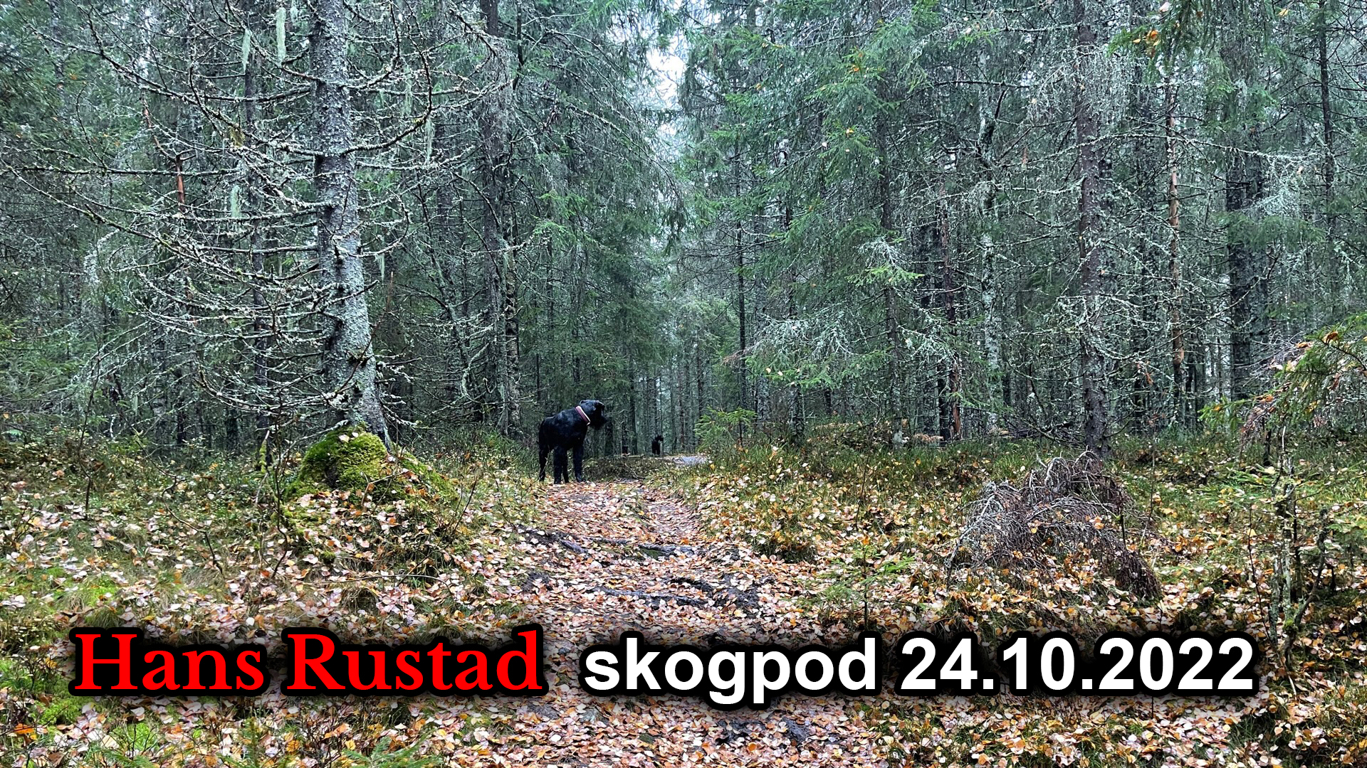 Skogpod 24. oktober: Alt er et spørsmål om ord&nbsp;<span>(+)</span>