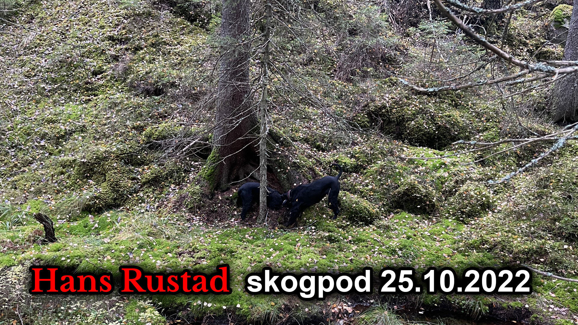 Skogpod 25. oktober: Når de som er satt til å passe på, blir ødeleggere&nbsp;<span>(+)</span>