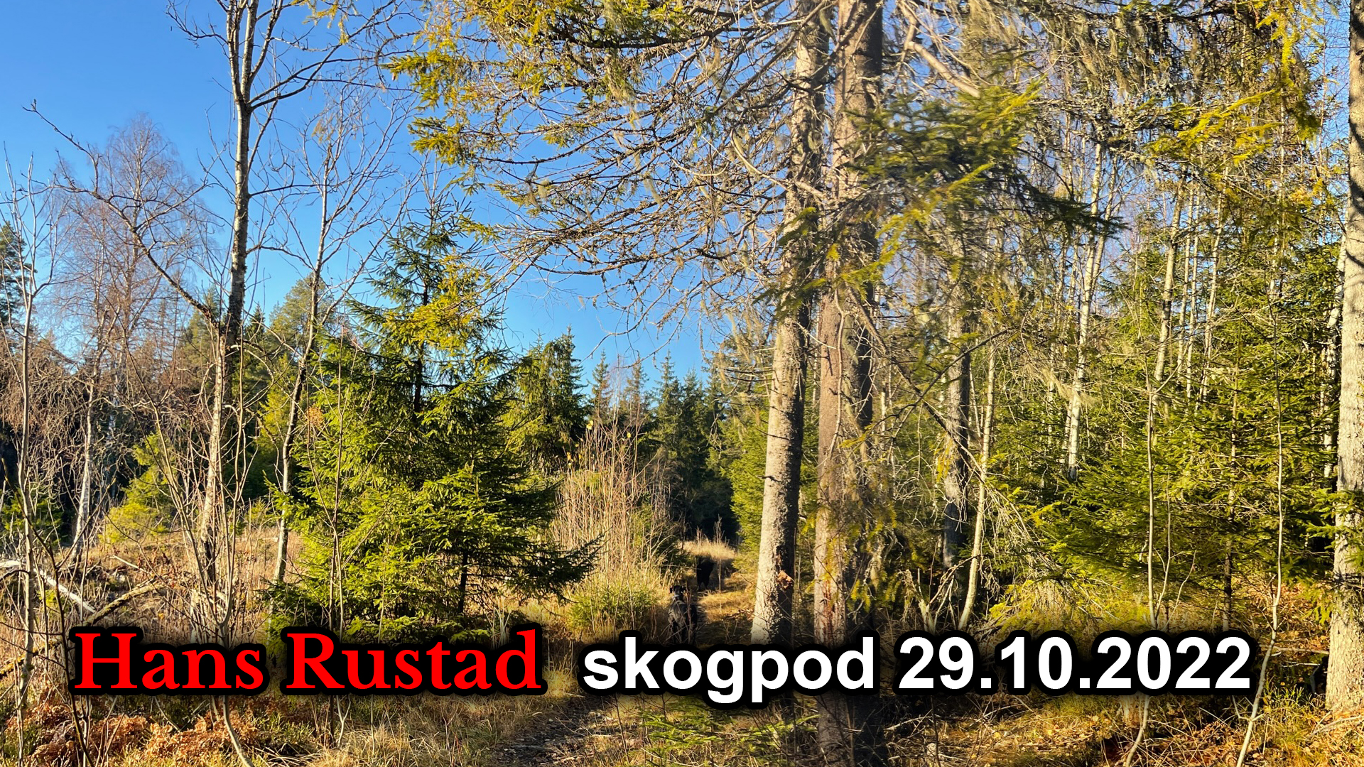 Skogpod 29. oktober: Det store slaget om ytringsfriheten&nbsp;<span>(+)</span>