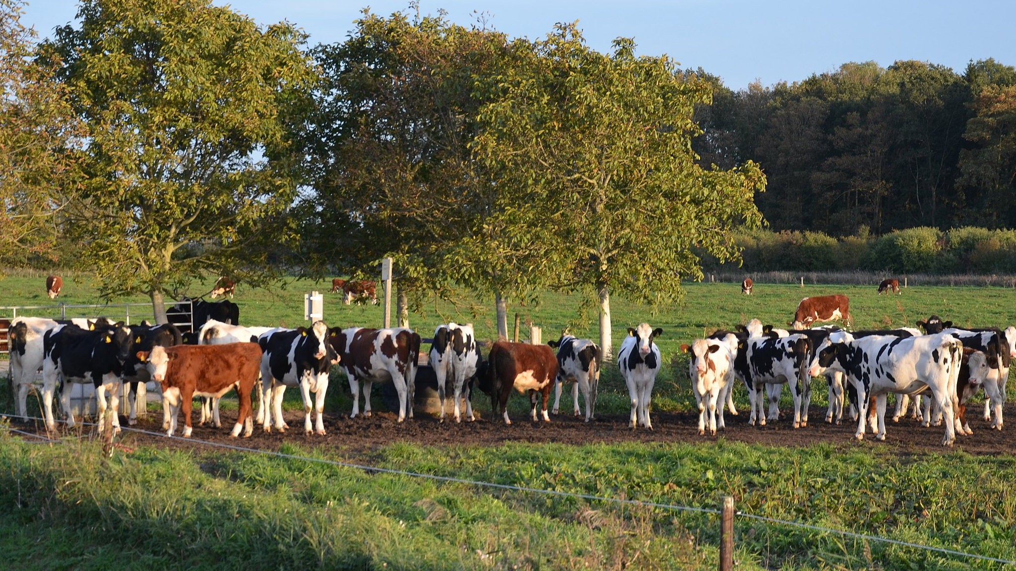 Nederlands regjering vil kjøpe ut gårdsbruk for å redusere nitrogen­utslipp&nbsp;<span>(+)</span>