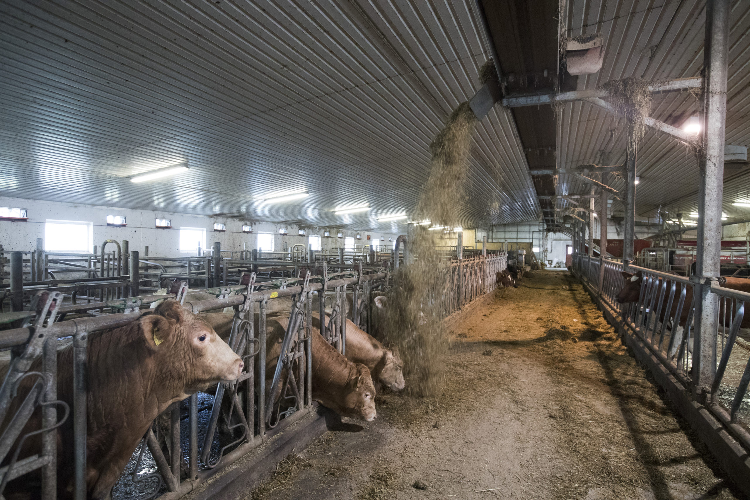 Bøndenes klimaavgift splitter partiene i Danmark&nbsp;<span>(+)</span>