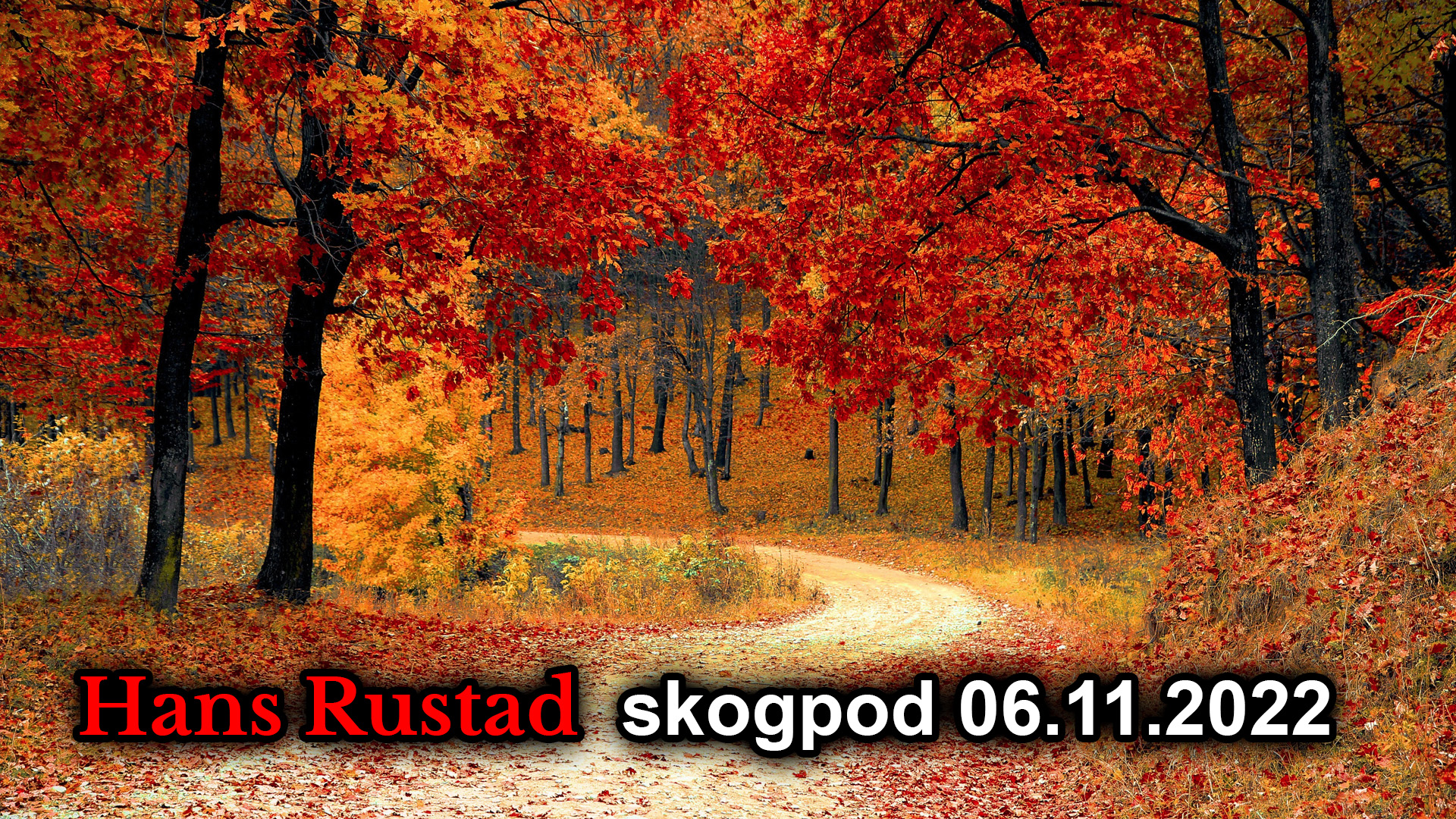 Skogpod 6. november: Tilstrammingen&nbsp;<span>(+)</span>