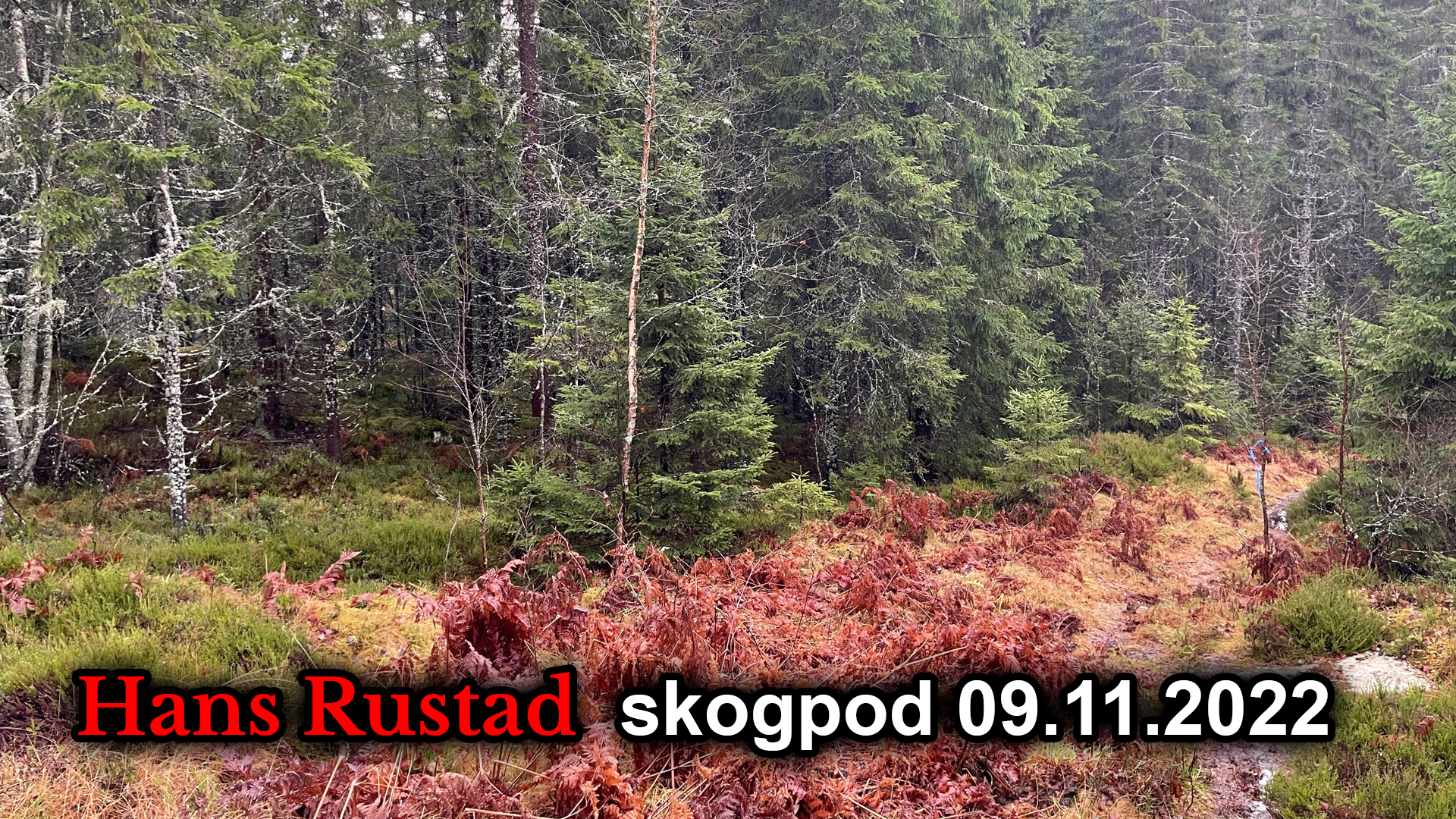 Skogpod 9. november: Rigget&nbsp;<span>(+)</span>