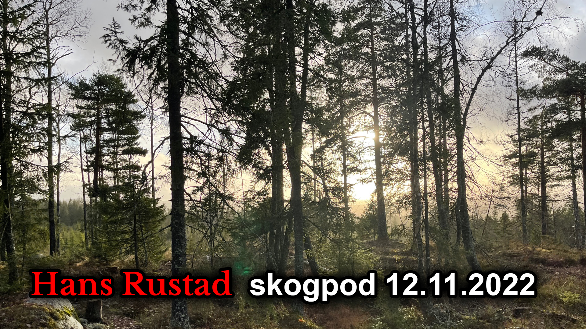 Skogpod 12. november: Amerikanerne lar seg ikke lure&nbsp;<span>(+)</span>