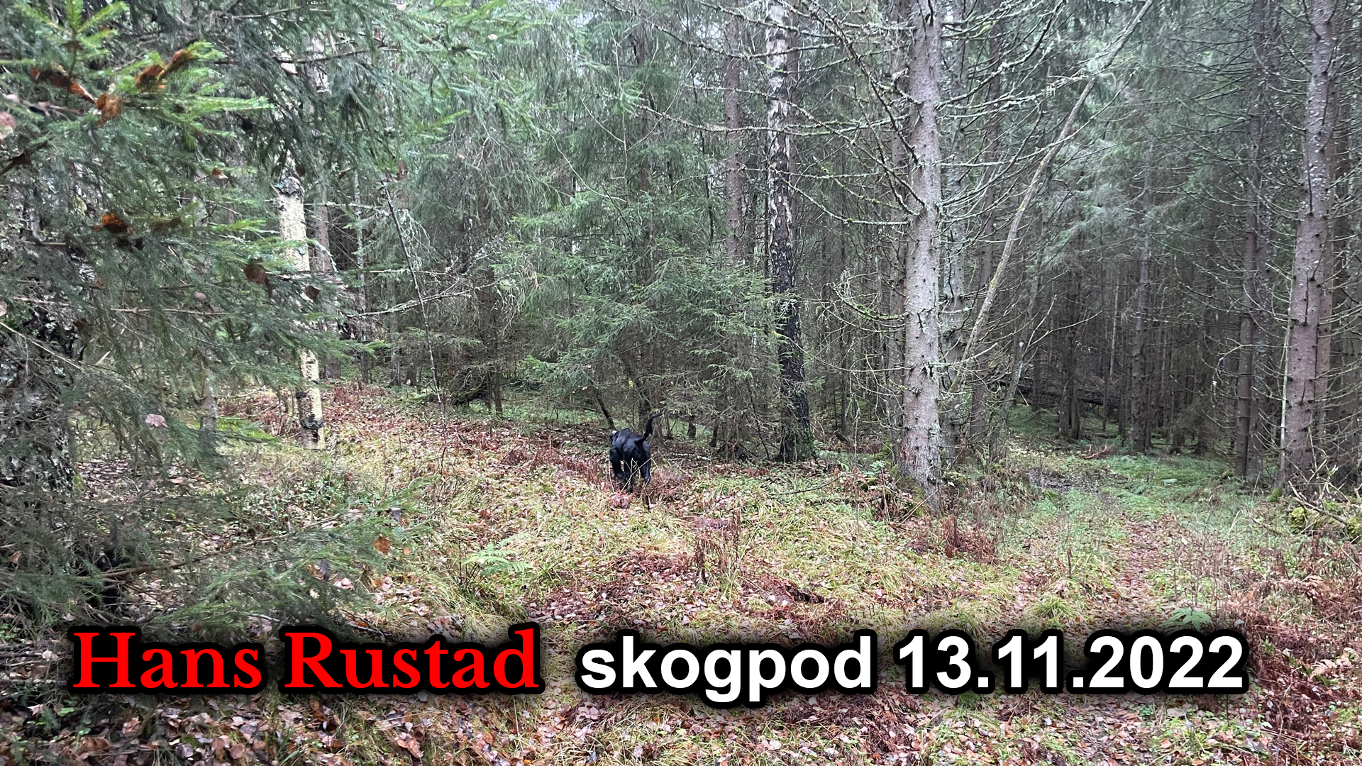 Skogpod 13. november: Det blåser opp til storm&nbsp;<span>(+)</span>
