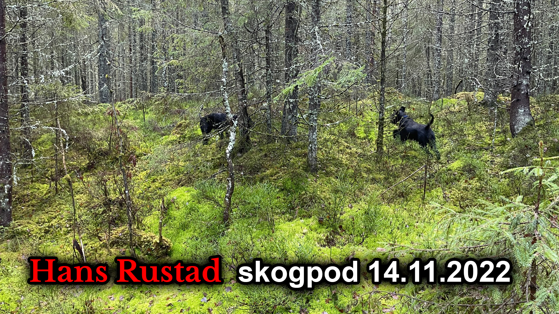 Skogpod 14. november: USA de neste to år&nbsp;<span>(+)</span>