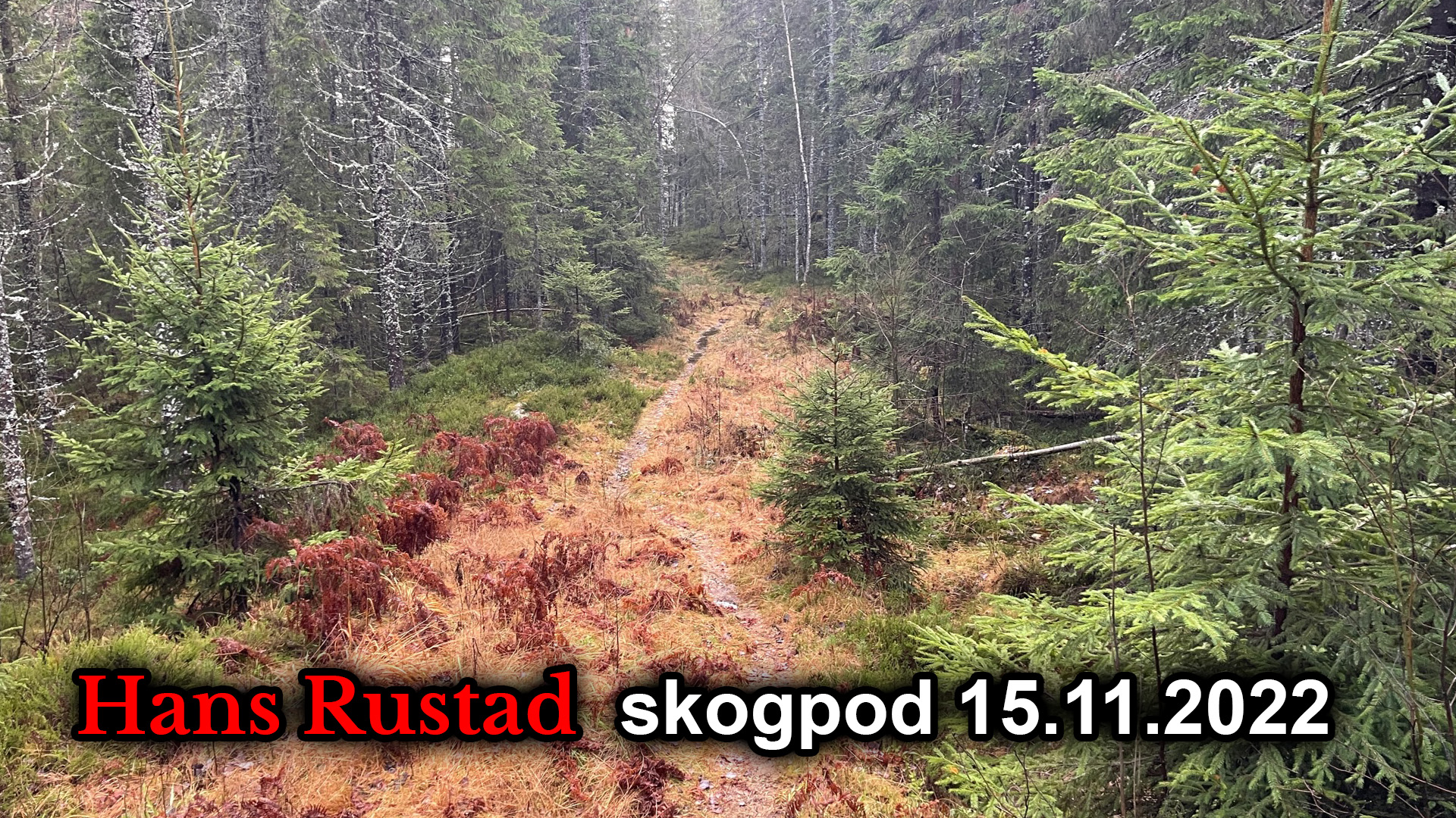 Skogpod 15. november: Valget er en crime scene&nbsp;<span>(+)</span>